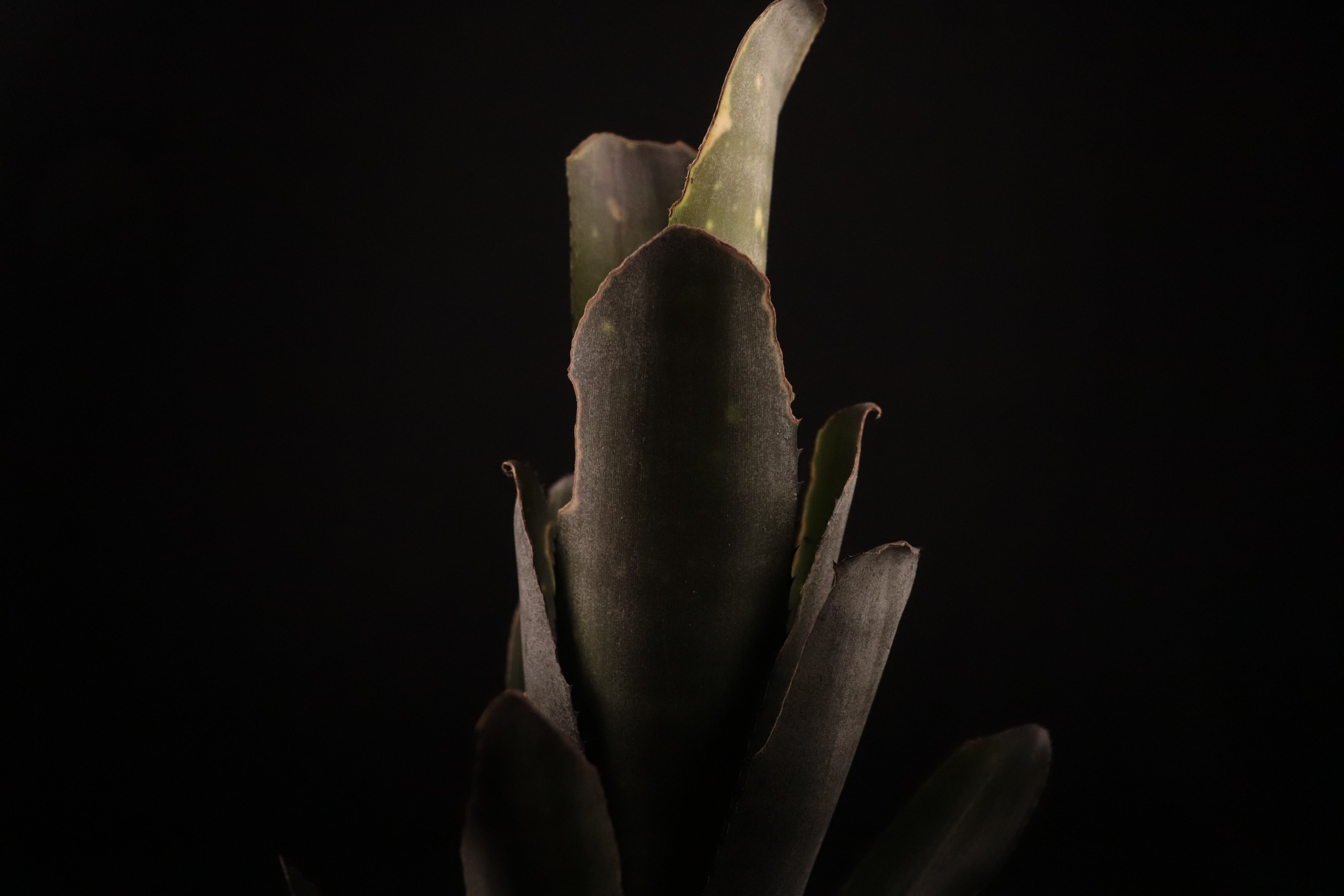 reserved】Billbergia 'Kolan Cavalier'〔ビルベルギア〕現品発送B0144