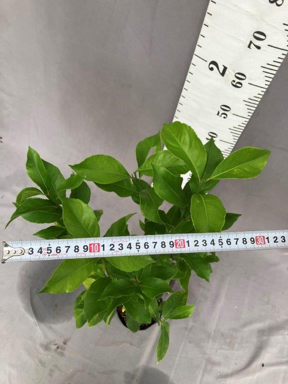 マイヤーレモン【2年生接ぎ木苗】 | 日本ライン花木センター