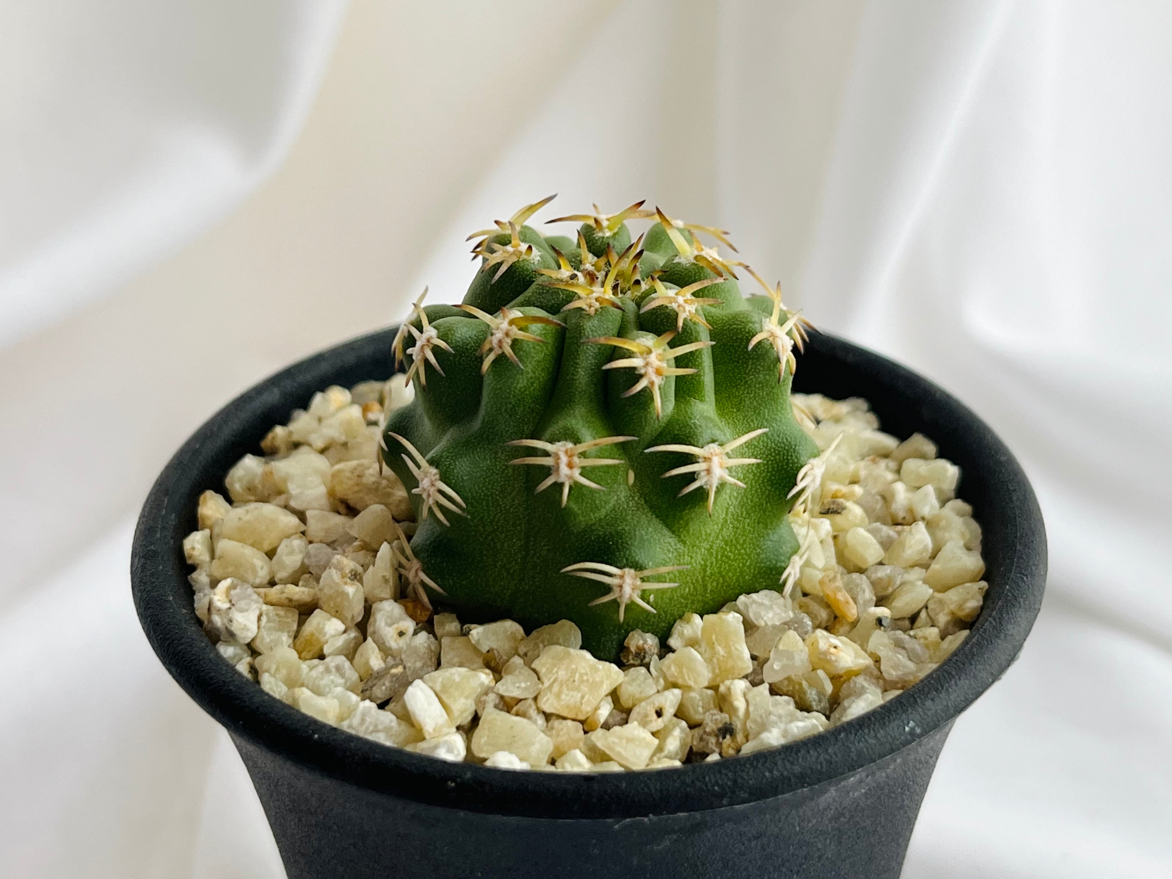 高品質，2025】 コピアポア ギガンティア Copiapoa gigantea 検