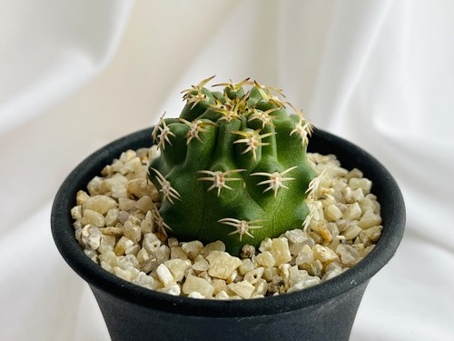 Pygmaeocereus bieblii　ピグマエオケレウス　ビーブリー　サボテン