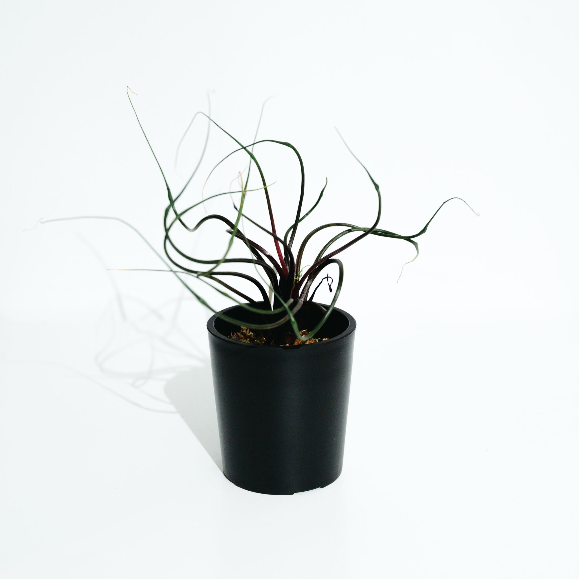 ホヤ・シルバーダラー（Hoya 'Silver Dollar'） | MERAKI