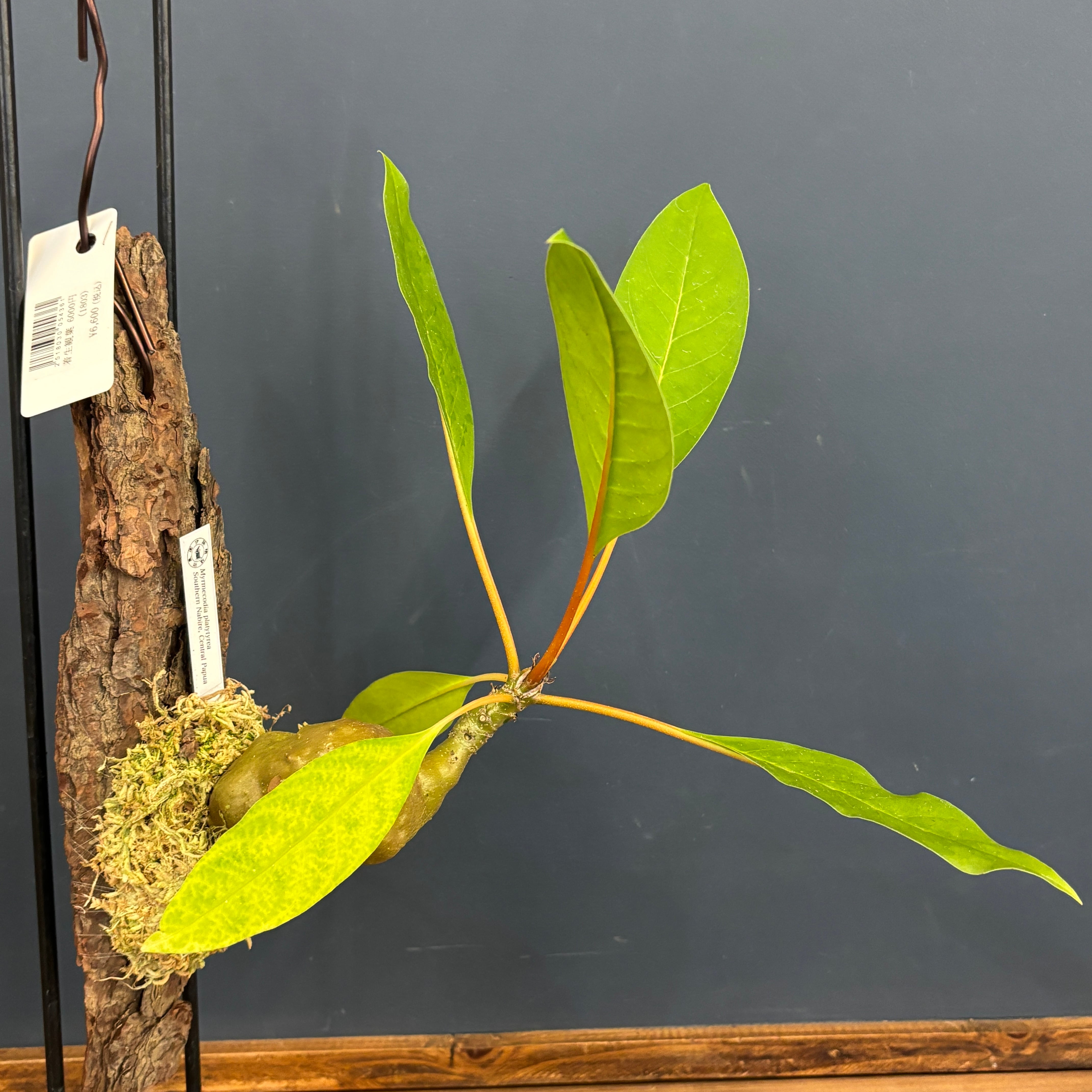 ミルメコディア Myrmecodia platytyrea【654】