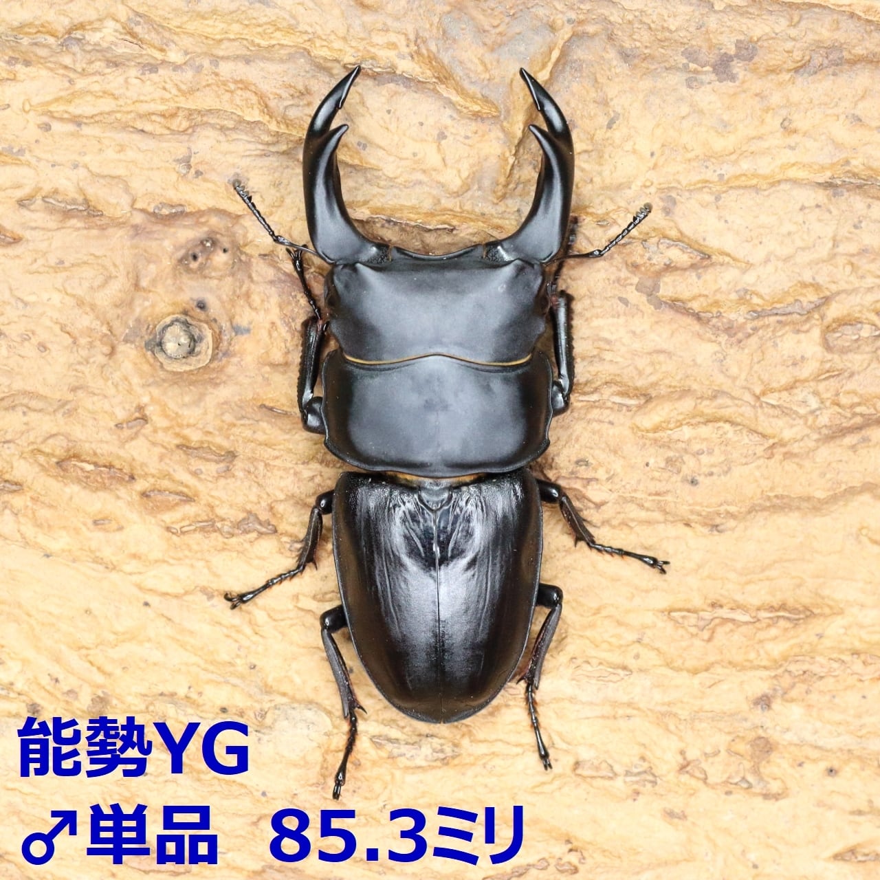 能勢YGオオクワガタ10ペア