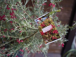 【現物】グレビレア　”プーリンダイルミナ”　A