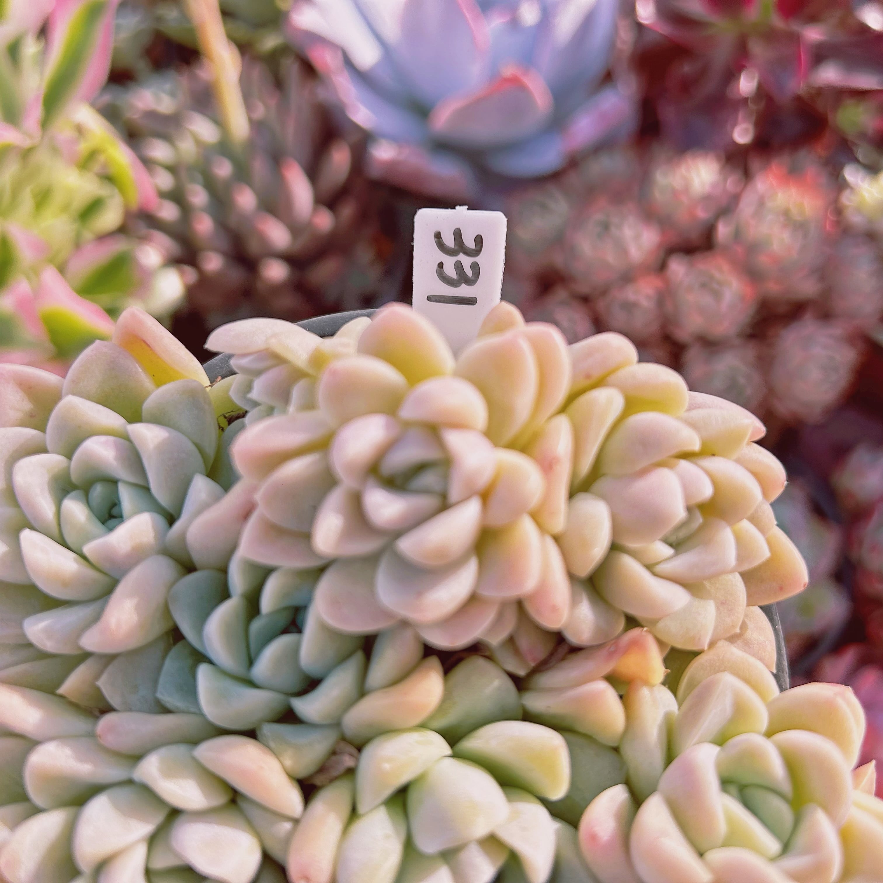 331現物 多肉植物 クリーム美人 特大群生 | るる農園~多肉植物専門