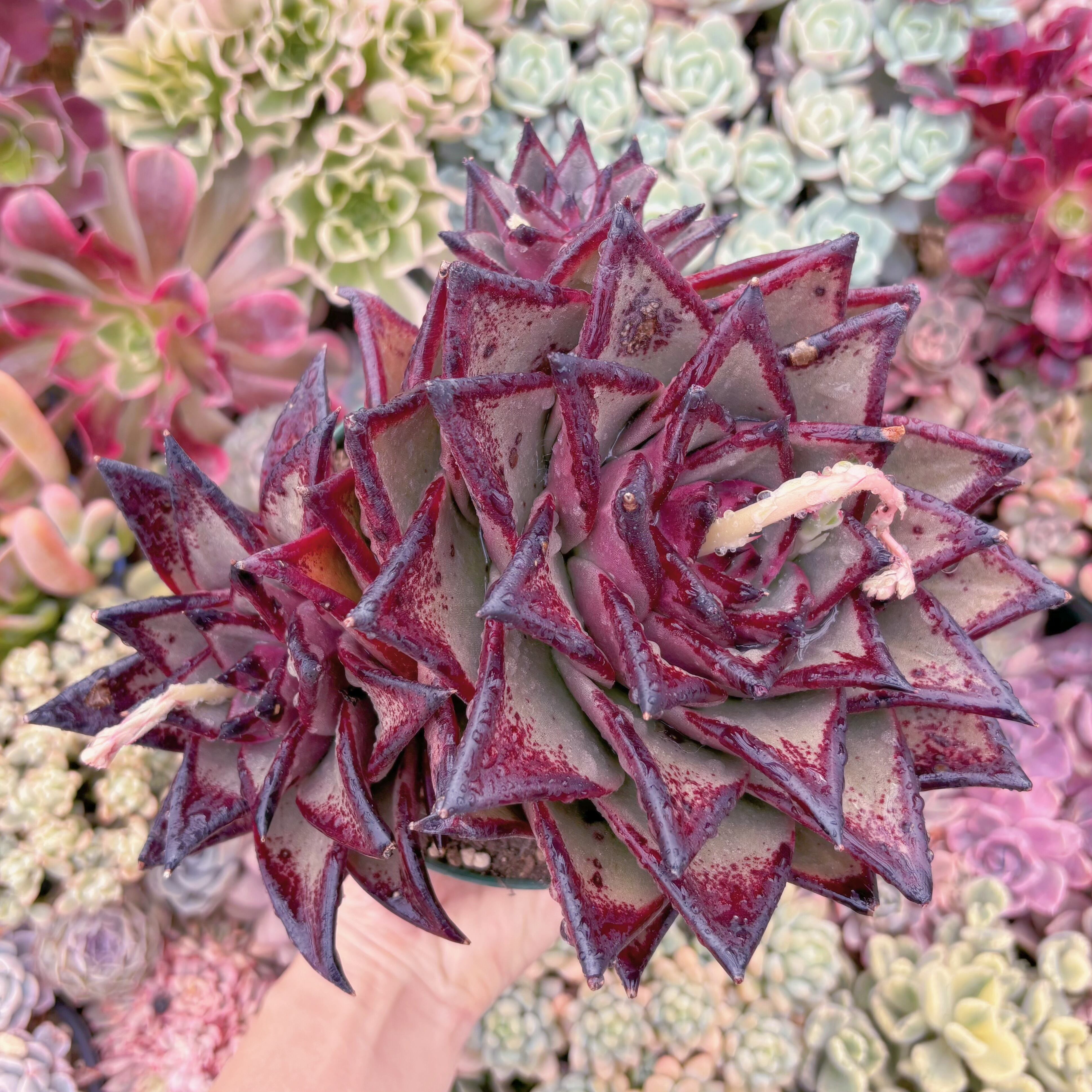 現品　黒魔王#593　特特大群生　るる農園