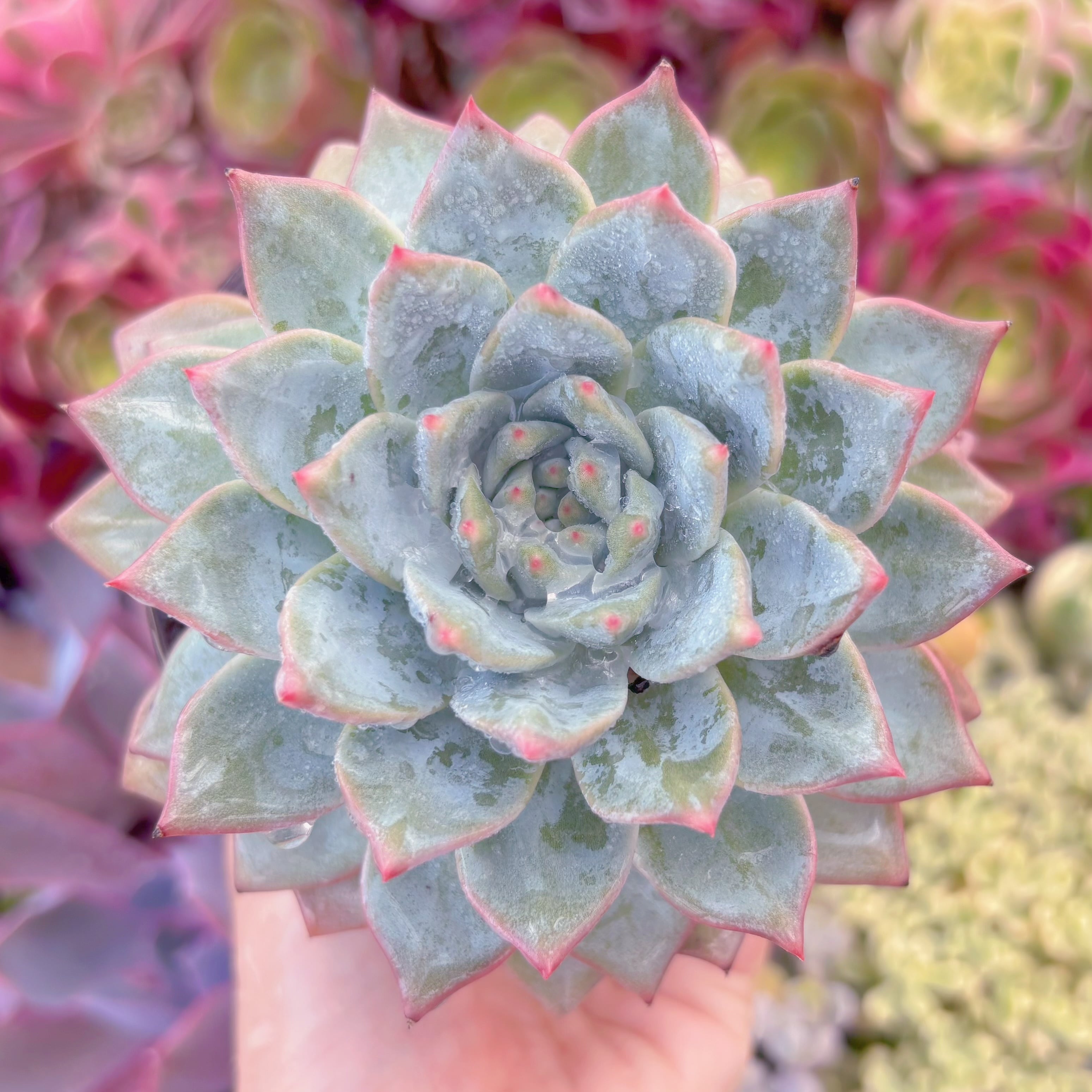 現品　Blue Bird#F029   大苗　るる農園