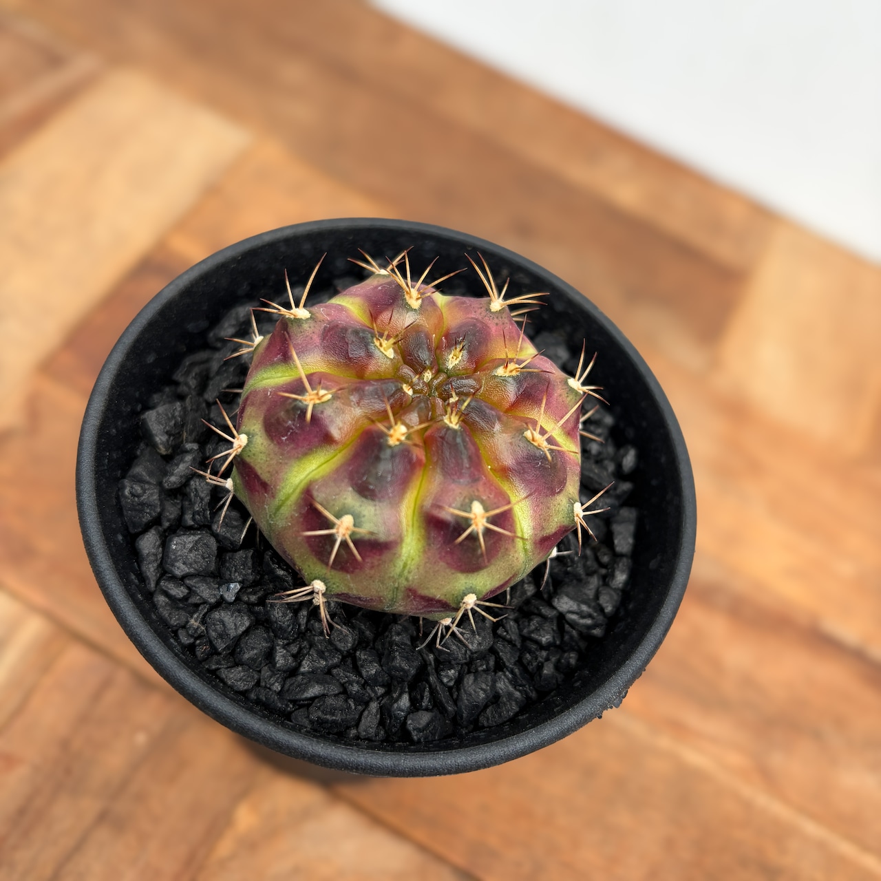 Gymnocalycium daydream【ギムノカリキウム・デイドリーム】