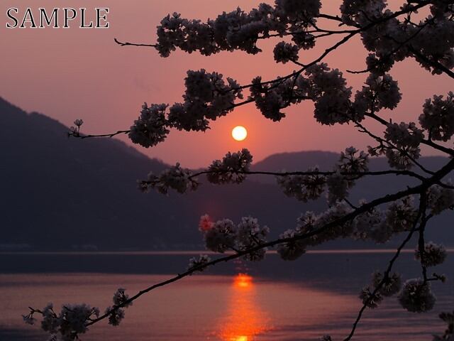 海津大崎　桜　JPEG (2)