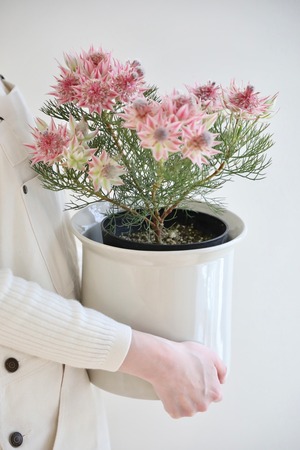 【M】セルリア プリティピンク/Serruria Pretty n Pink ※陶器鉢付き