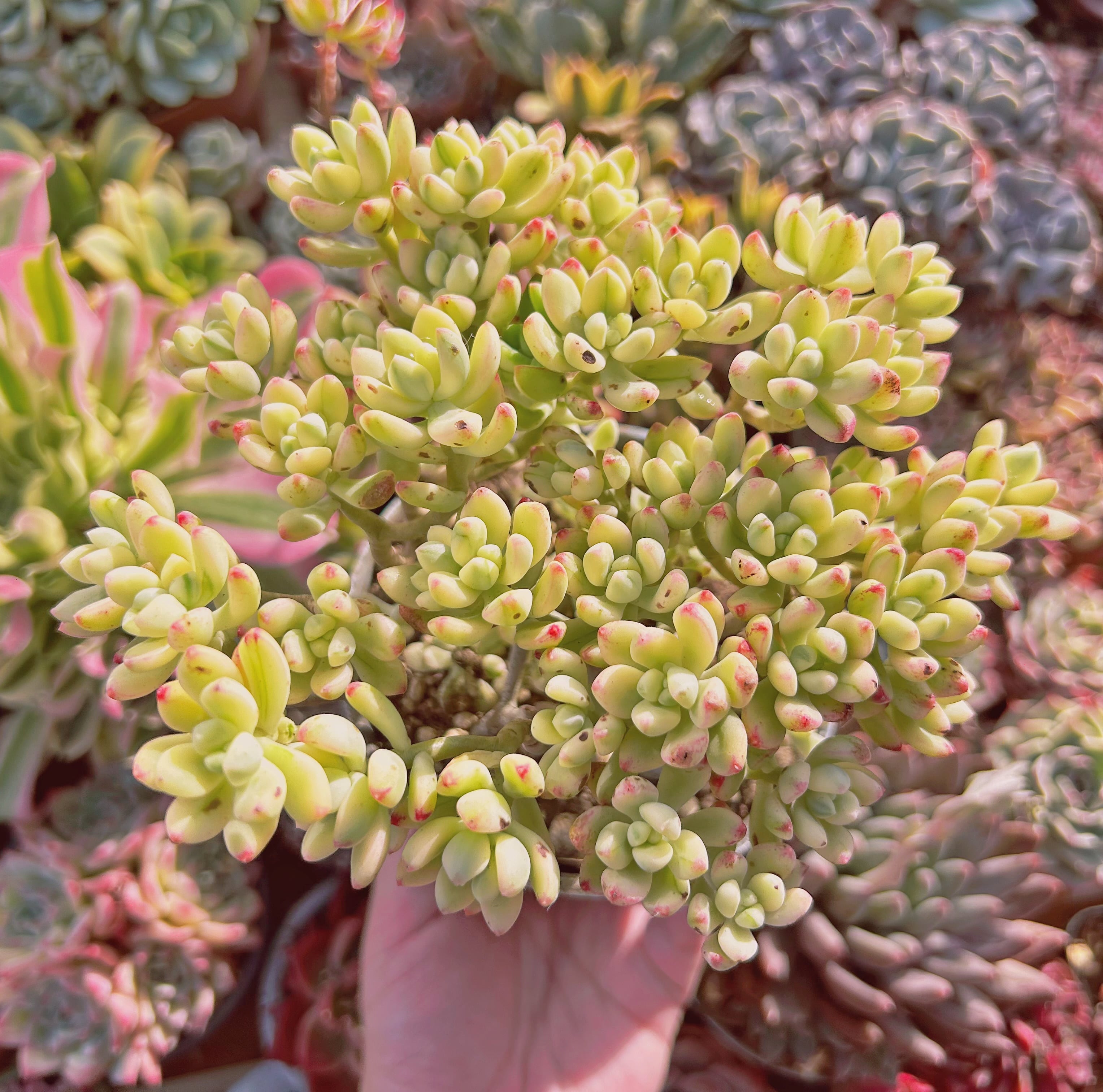 多肉植物　新品種　Sedum  マイキーシュガー錦　　特大