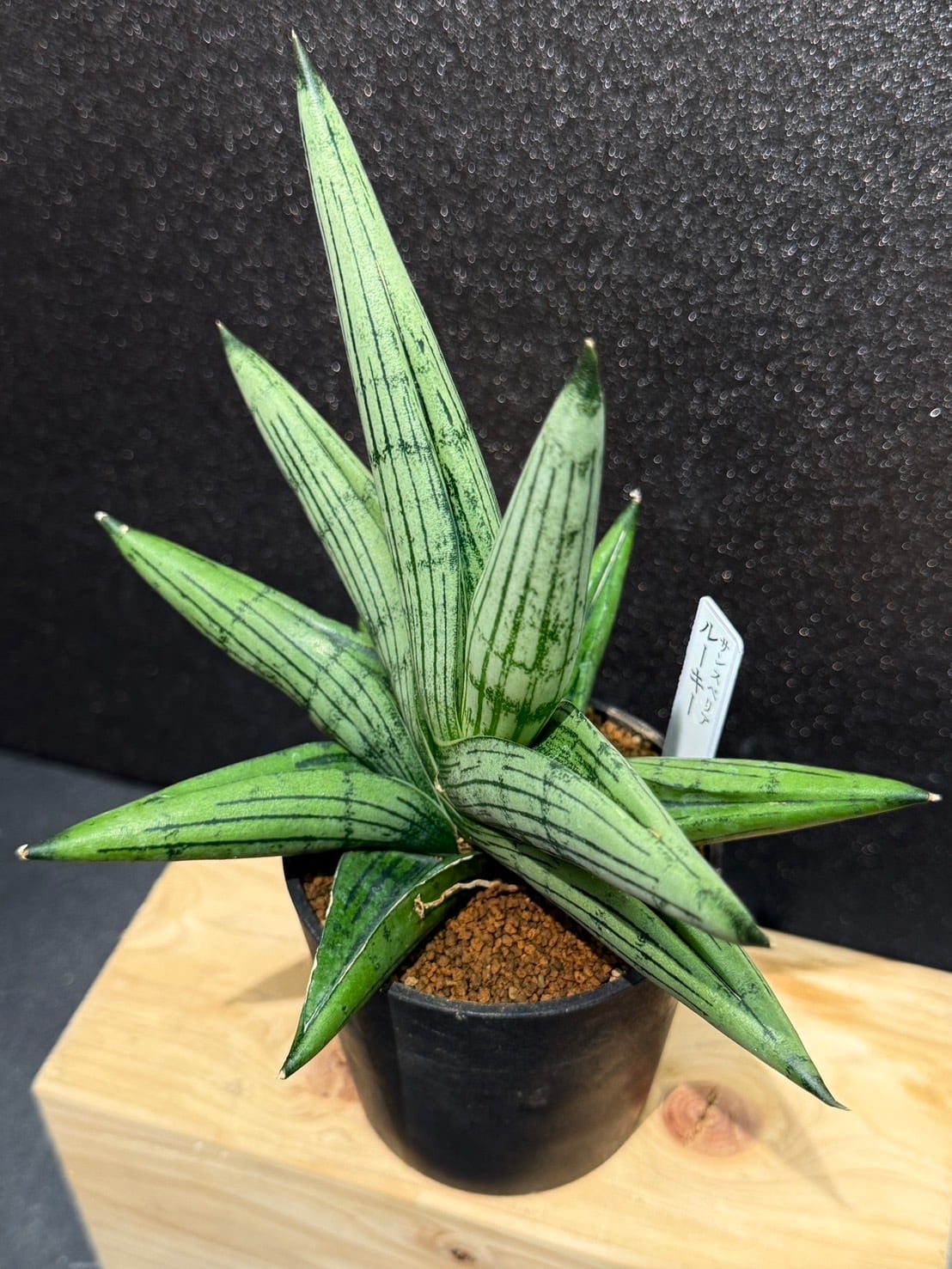 ルーキー サンセベリア 2.5号 希少 レア 原種希少品種 観葉植物 空気