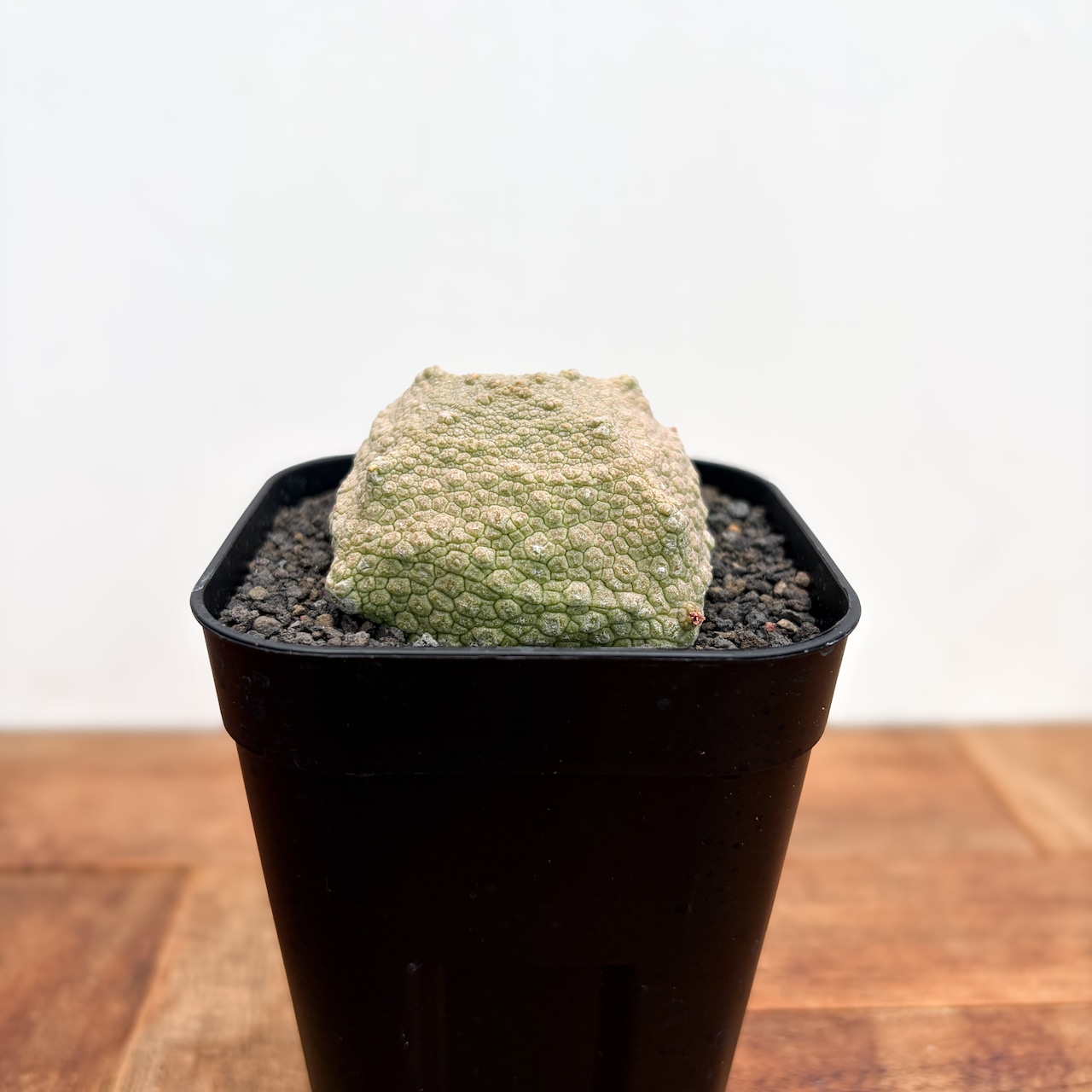 Pseudolithos cubiformis【プセウドリトス・クビフォルミス】