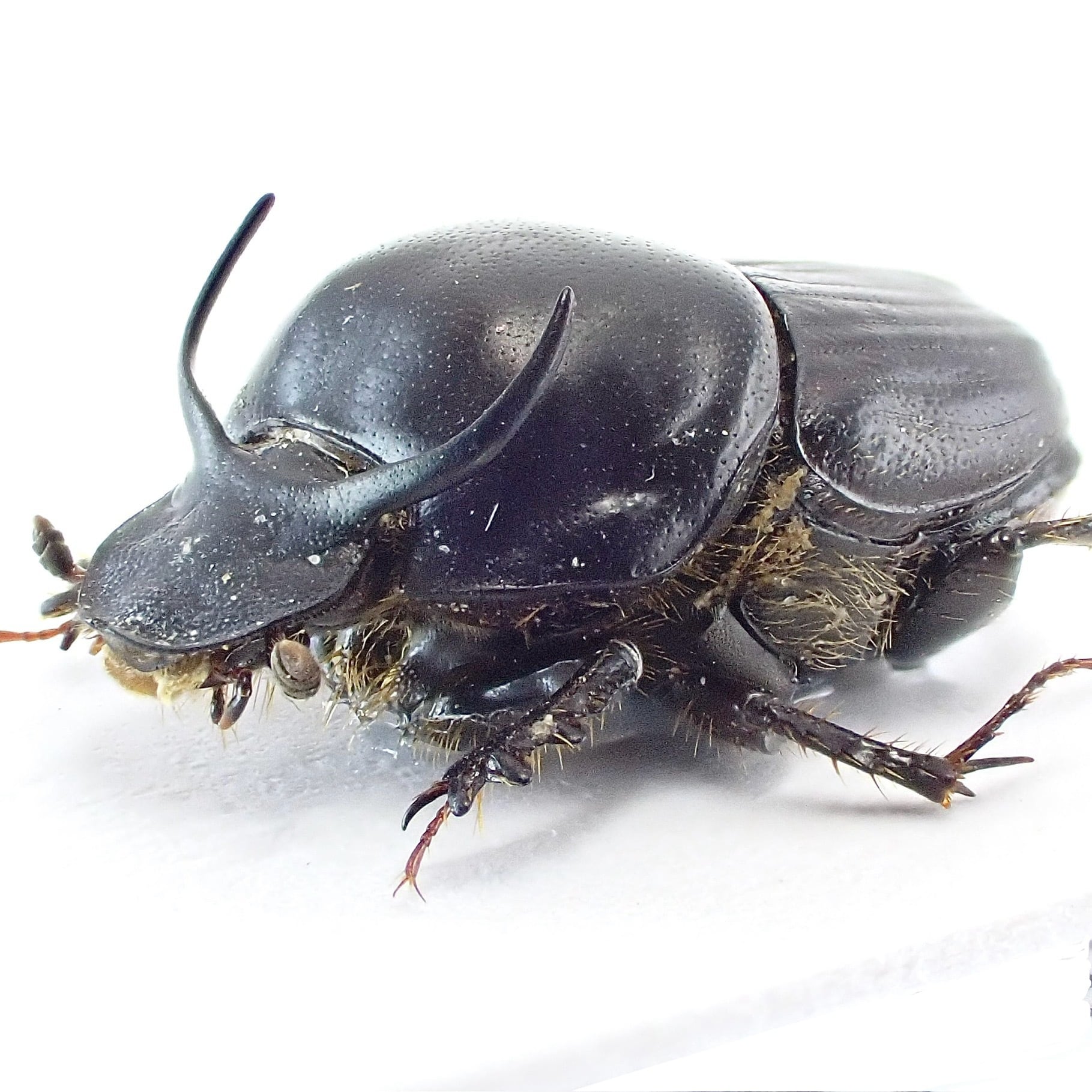 エンマコガネの仲間 | 昆虫標本 Diggers & Rollers