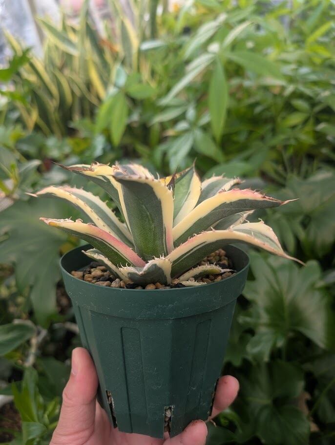 アガベ チタノタ スナグルトゥース ST25 | 多肉植物ハオルチア・アガベ