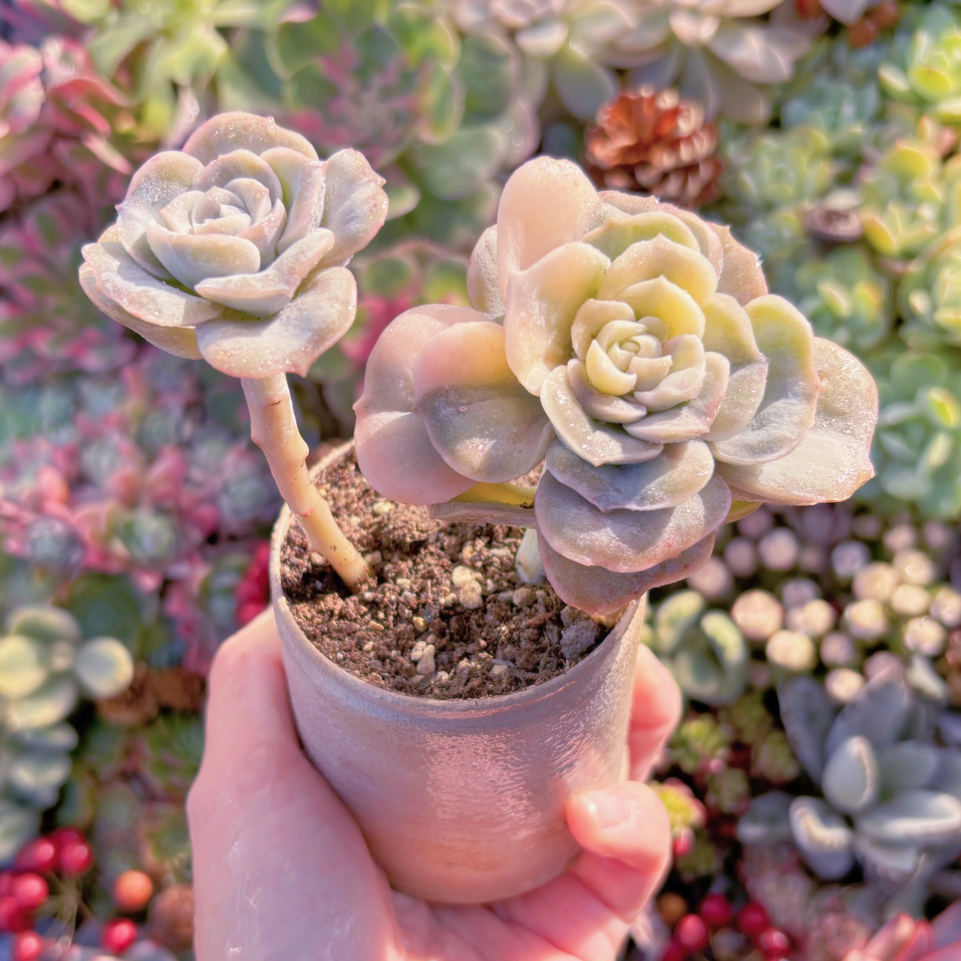 現品　ラブリーローズ錦(白斑)#A068　大苗　るる農園