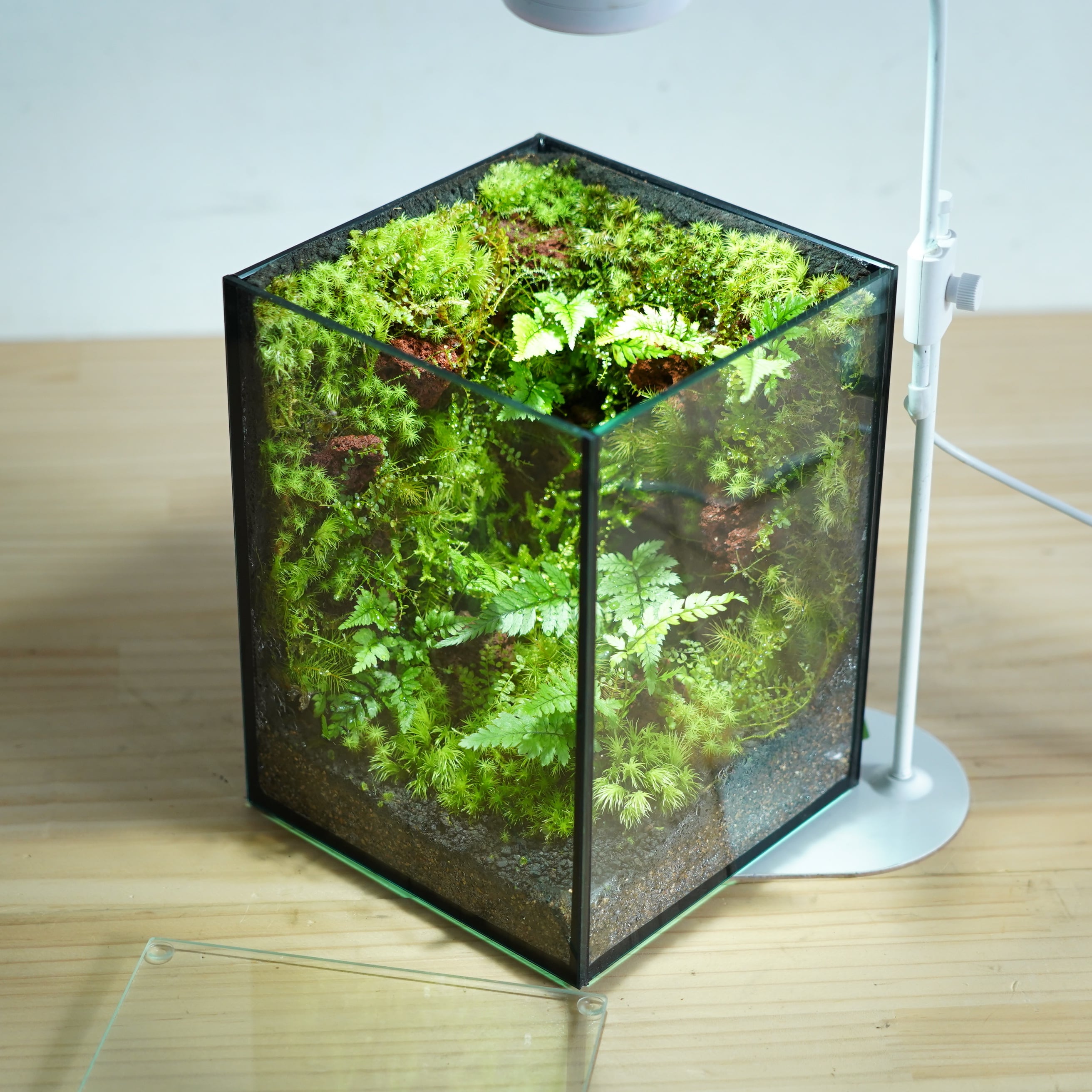 苔テラリウム『苔の部屋』◆限定作品 12.12#5