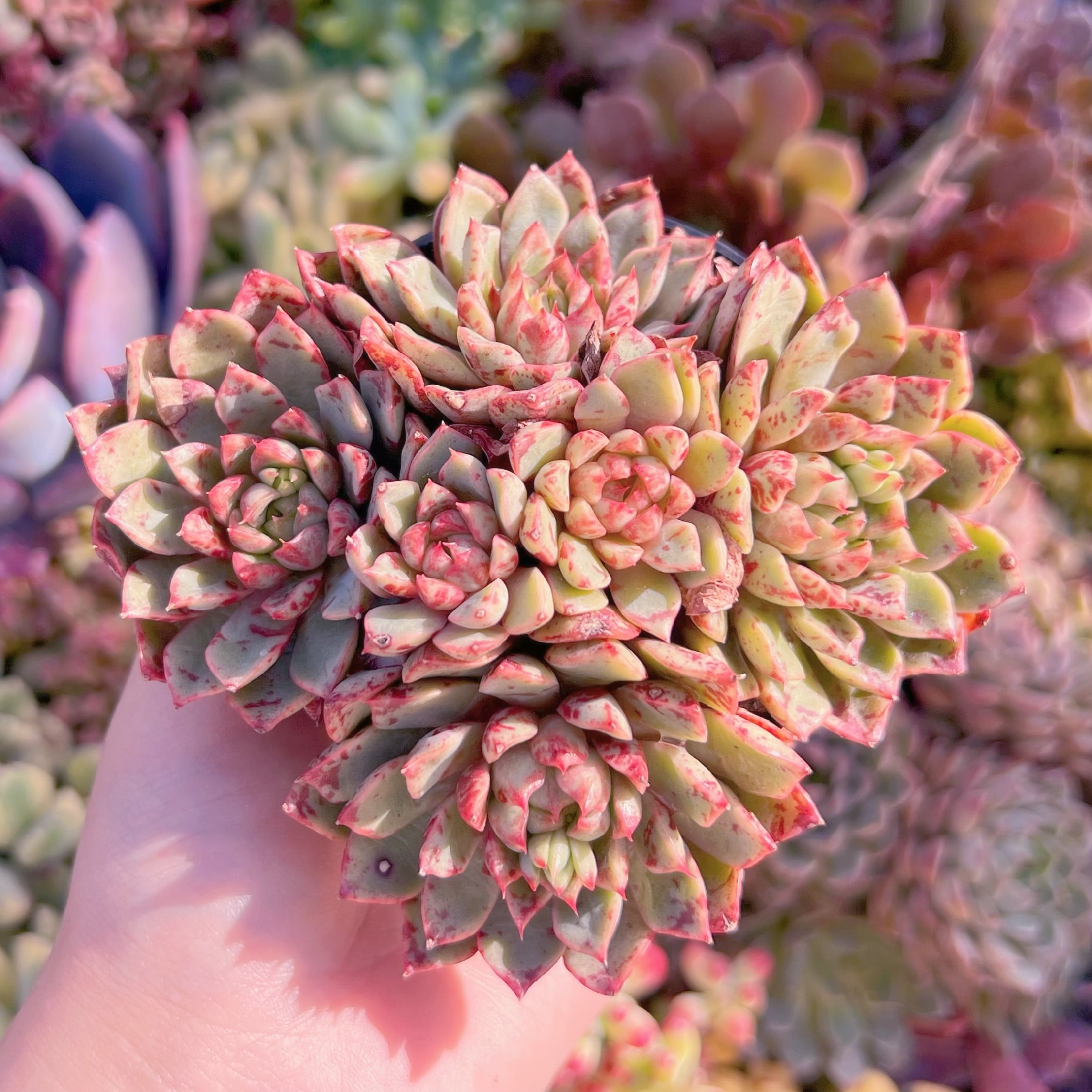 現品　ブラッドスワロー#C42　群生　新入荷　るる農園