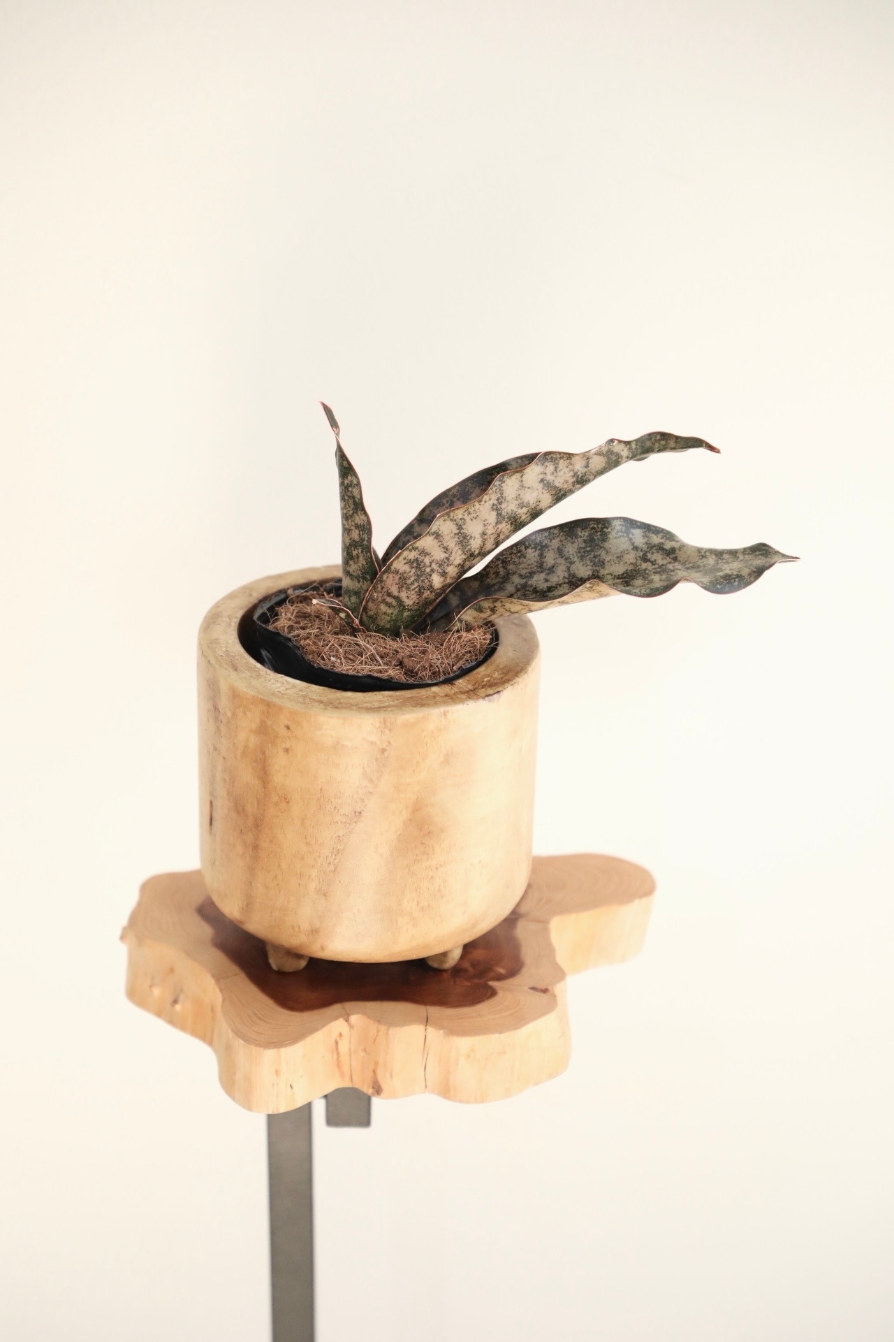 【S】サンスベリア キルキーコバトーン/Sanseveria Powellii ※ウッド鉢カバー付き