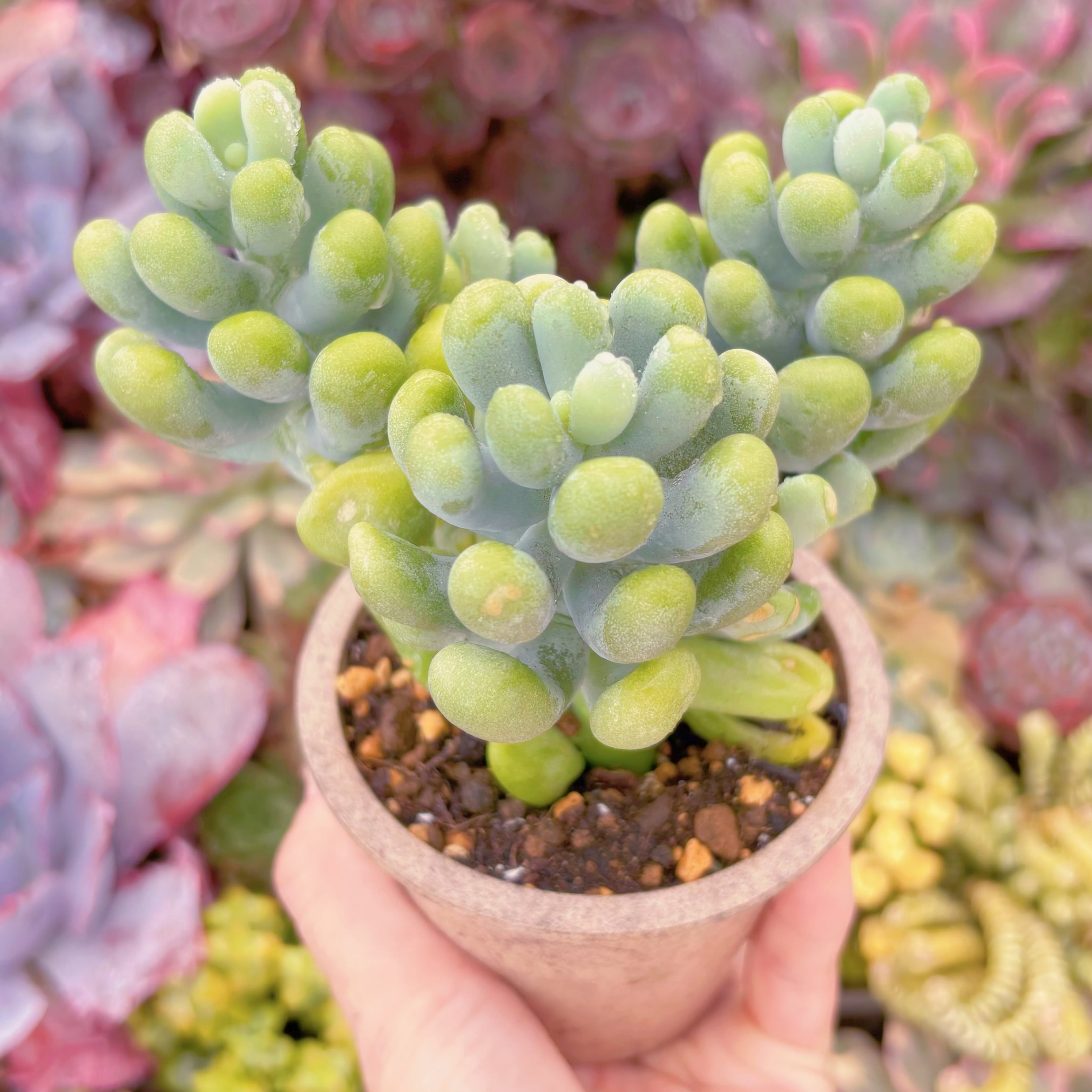 現品 バナナ美人#692 大群生 るる農園 | るる農園~多肉植物専門