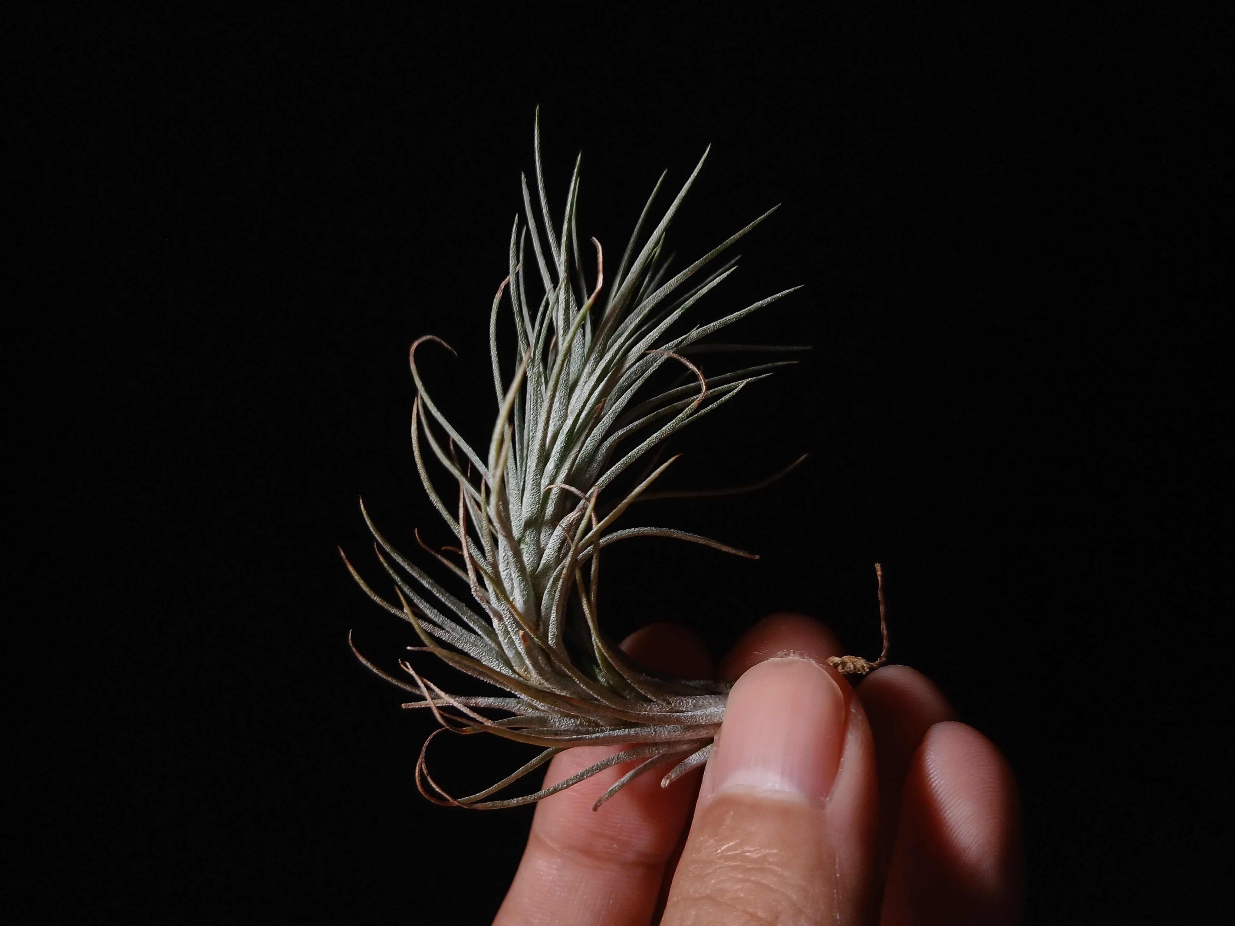 Tillandsia funckiana 'Silver Clone' Ex. Harry E. Luther T'S