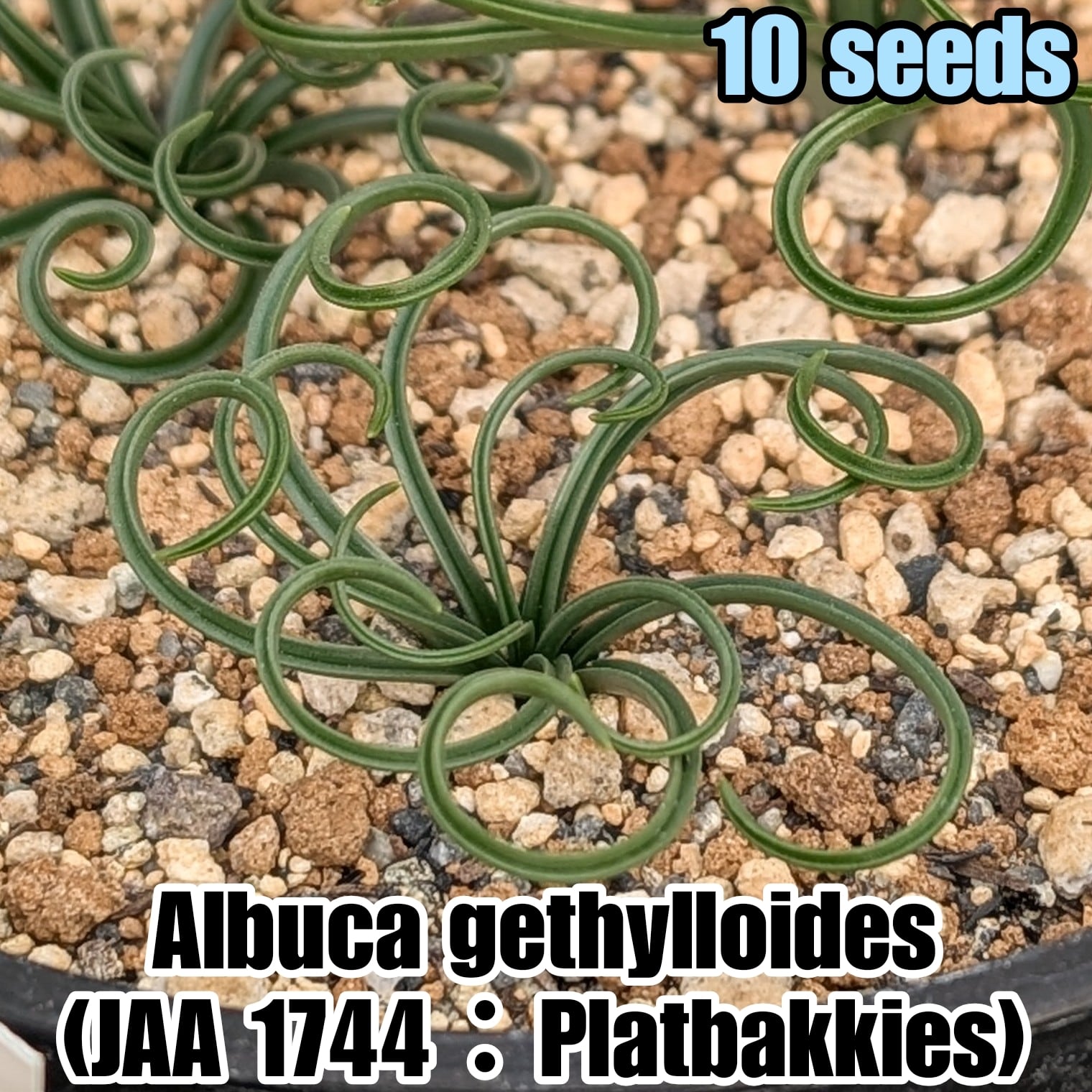 種子（少量パック一覧） | YAJIMA: Succulents of Wild-Species