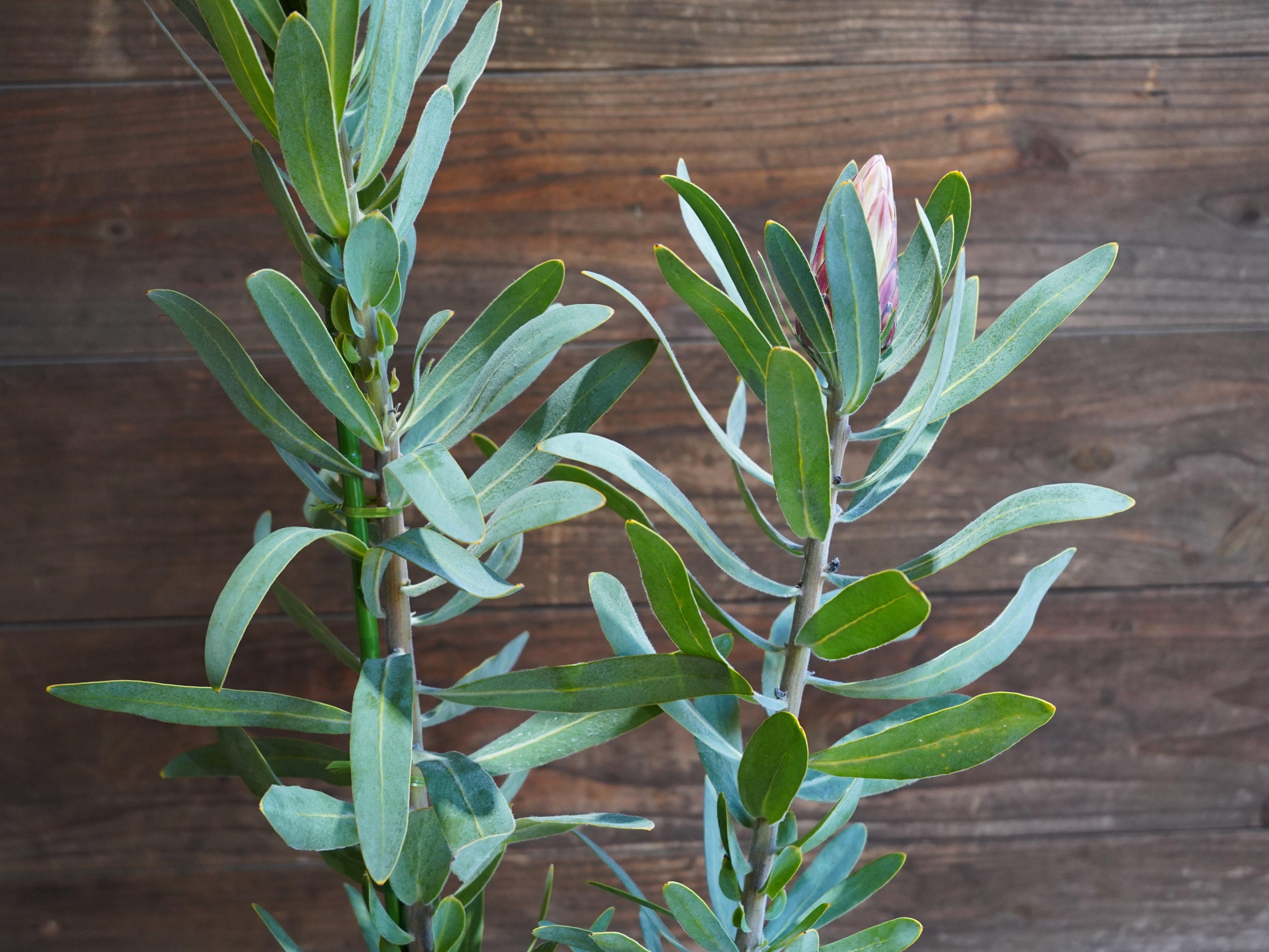 【現物】プロテア "ピンククリーム"