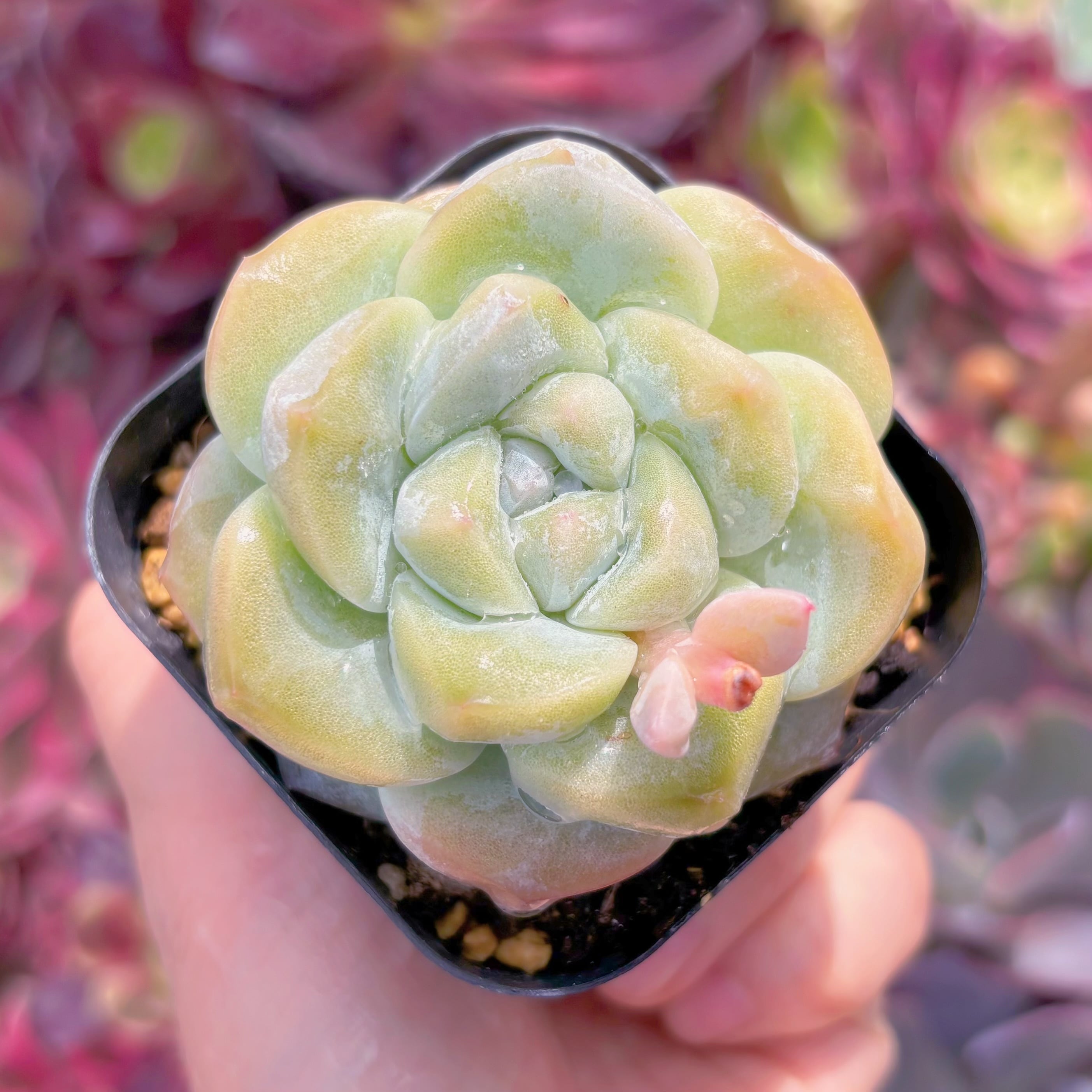 現品　アイスグリーン#E09　るる農園