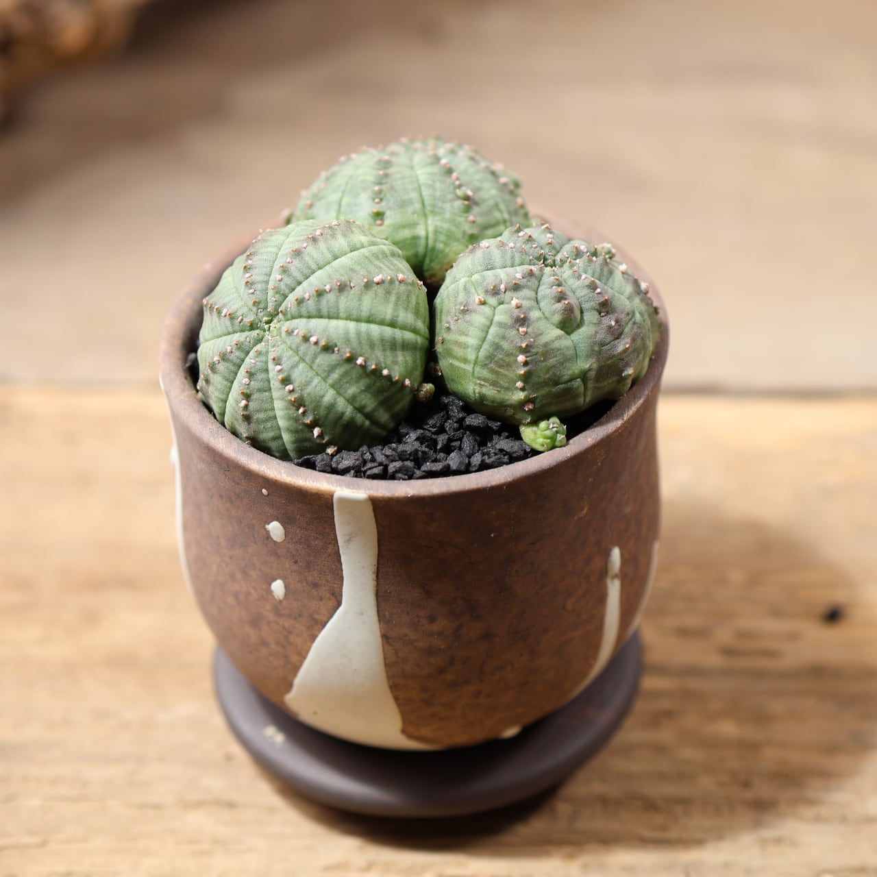 MARX PLANTS | 観葉植物・多肉植物・塊根植物
