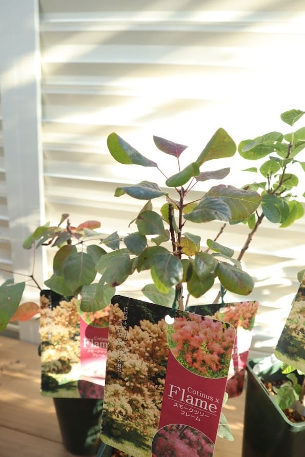 スモークツリー　赤花　鉢ごと発送 スモークツリー 赤花 鉢ごと発送 苗木・植木 スモークツリー 赤花