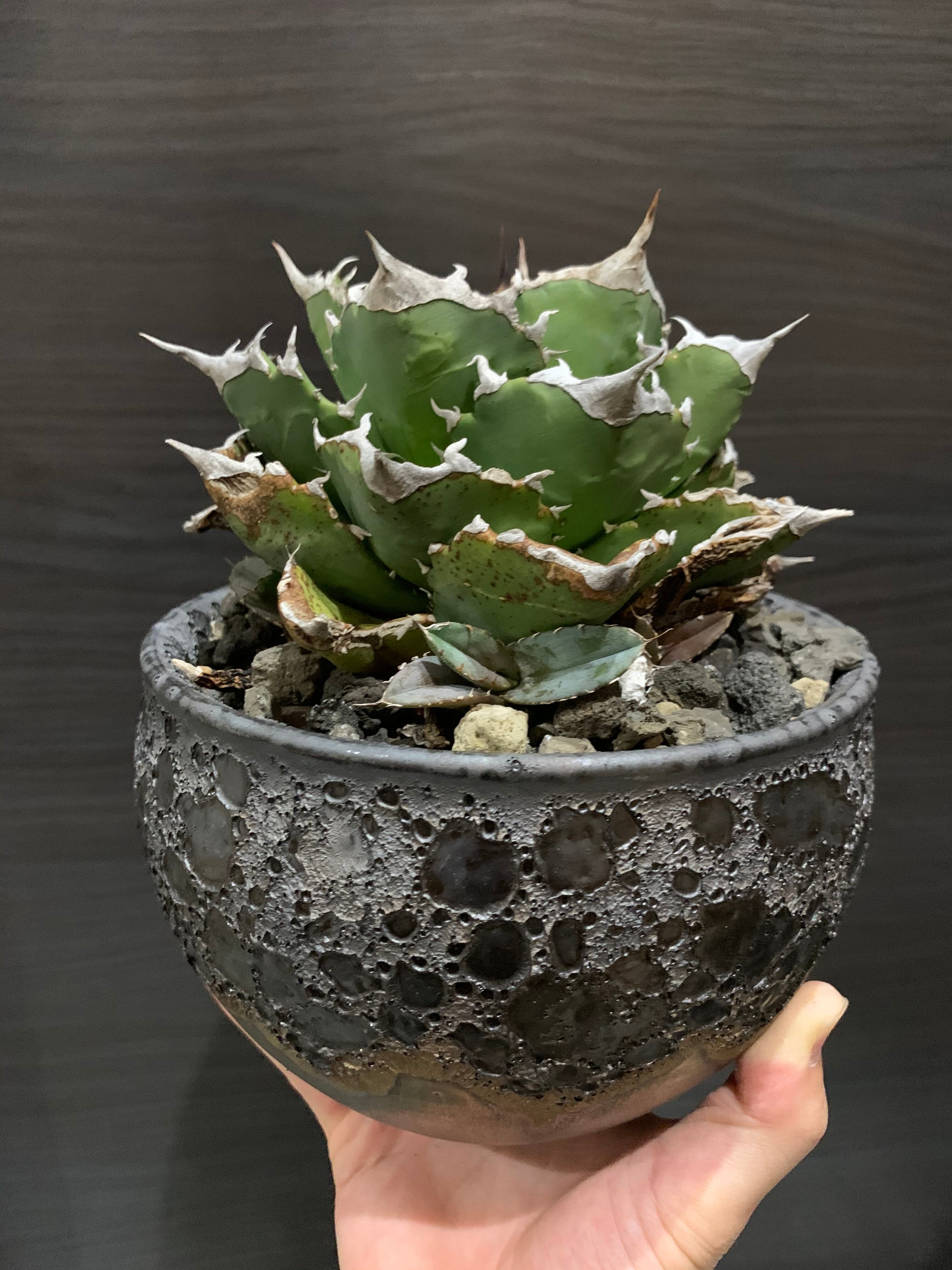 アガベ チタノタ Fo76 ドワーフ Osp選抜株 アガベ全般 アガベチタノタ小売 卸 育て方 陶器鉢の販売osp