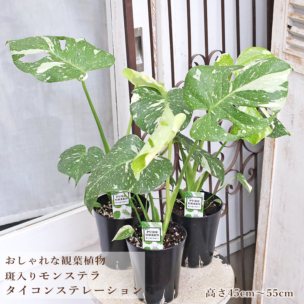 斑入り モンステラ 斑入りモンステラ 斑入りモンステラ カット苗➃