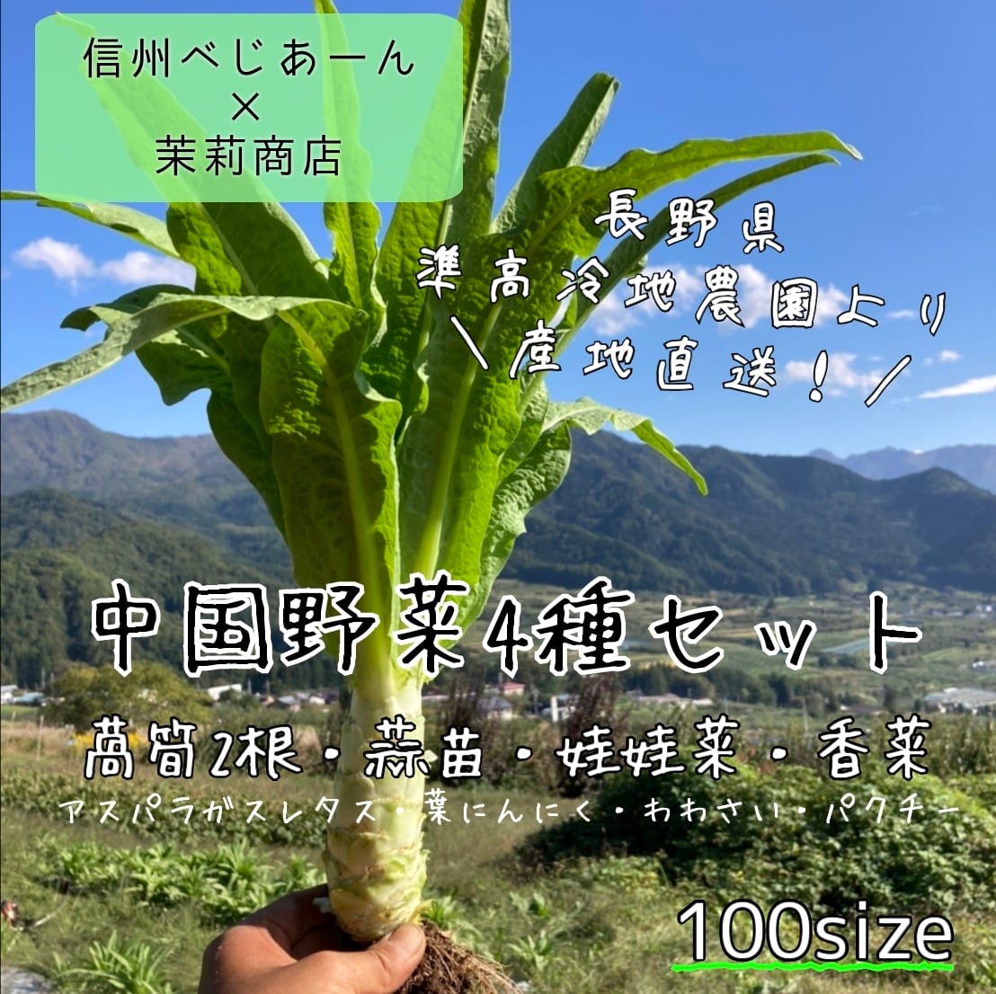 中国野菜4種セット アスパラガスレタス・蒜苗他  長野県産