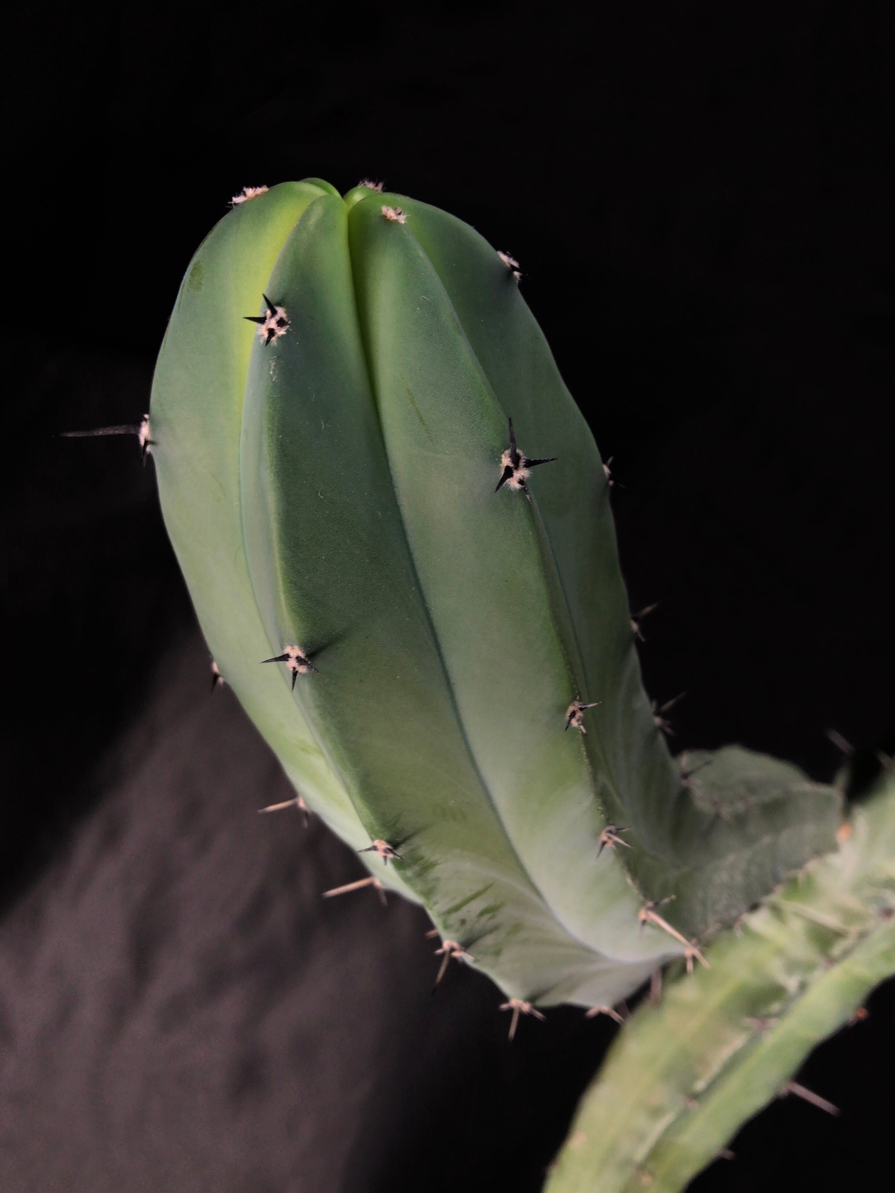 ミルチロカクタス・バハ竜神木 | trigger