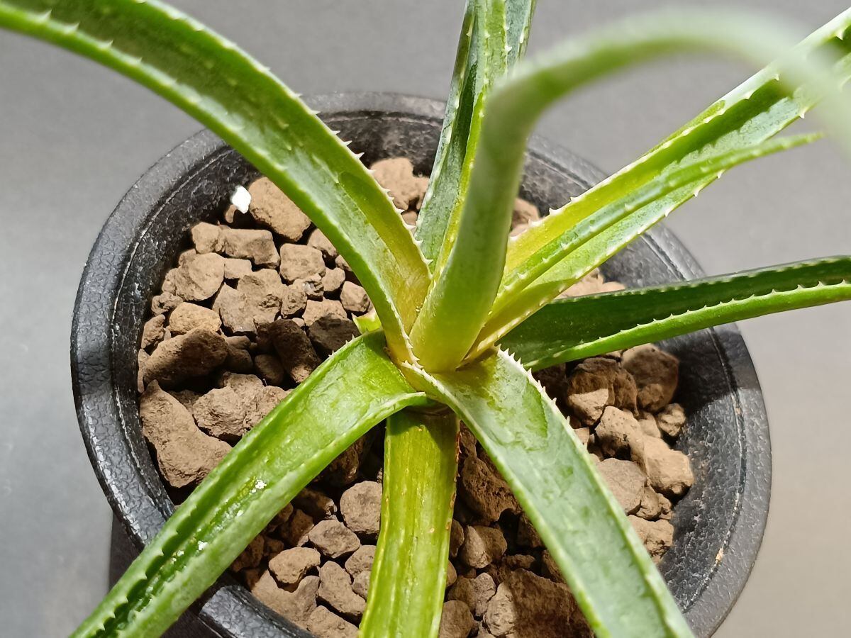 2025/12落葉休眠中) Pachypodium rosulatum var. gracilius