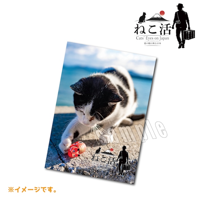 ねこ活 【全国の猫ちゃん】A4写真集