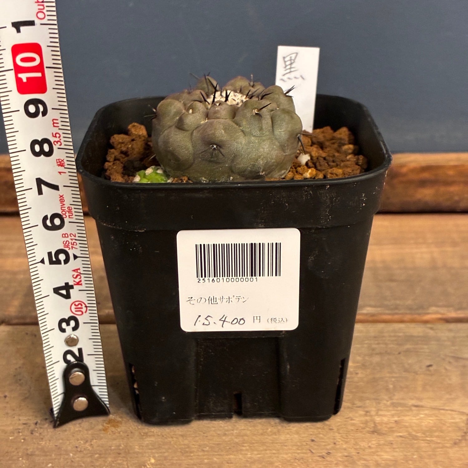 Copiapoa】サボテン コピアポア 黒王丸実生【857】 | PROTOLEAF プロト