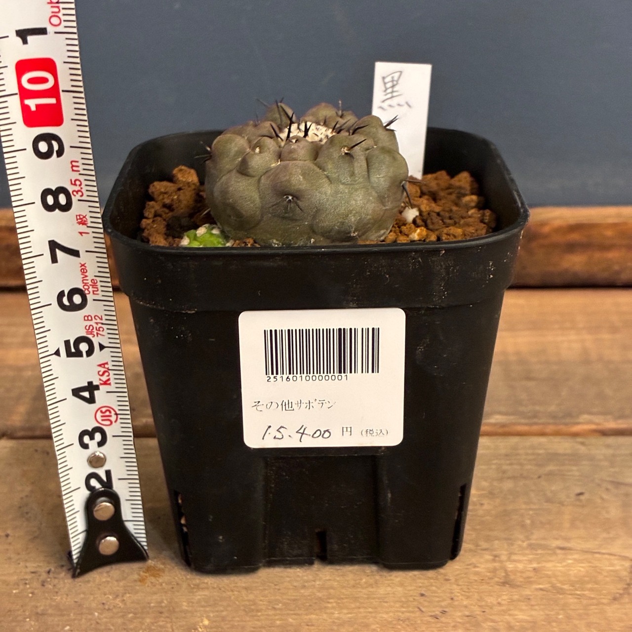 【Copiapoa】サボテン　コピアポア　黒王丸実生【857】