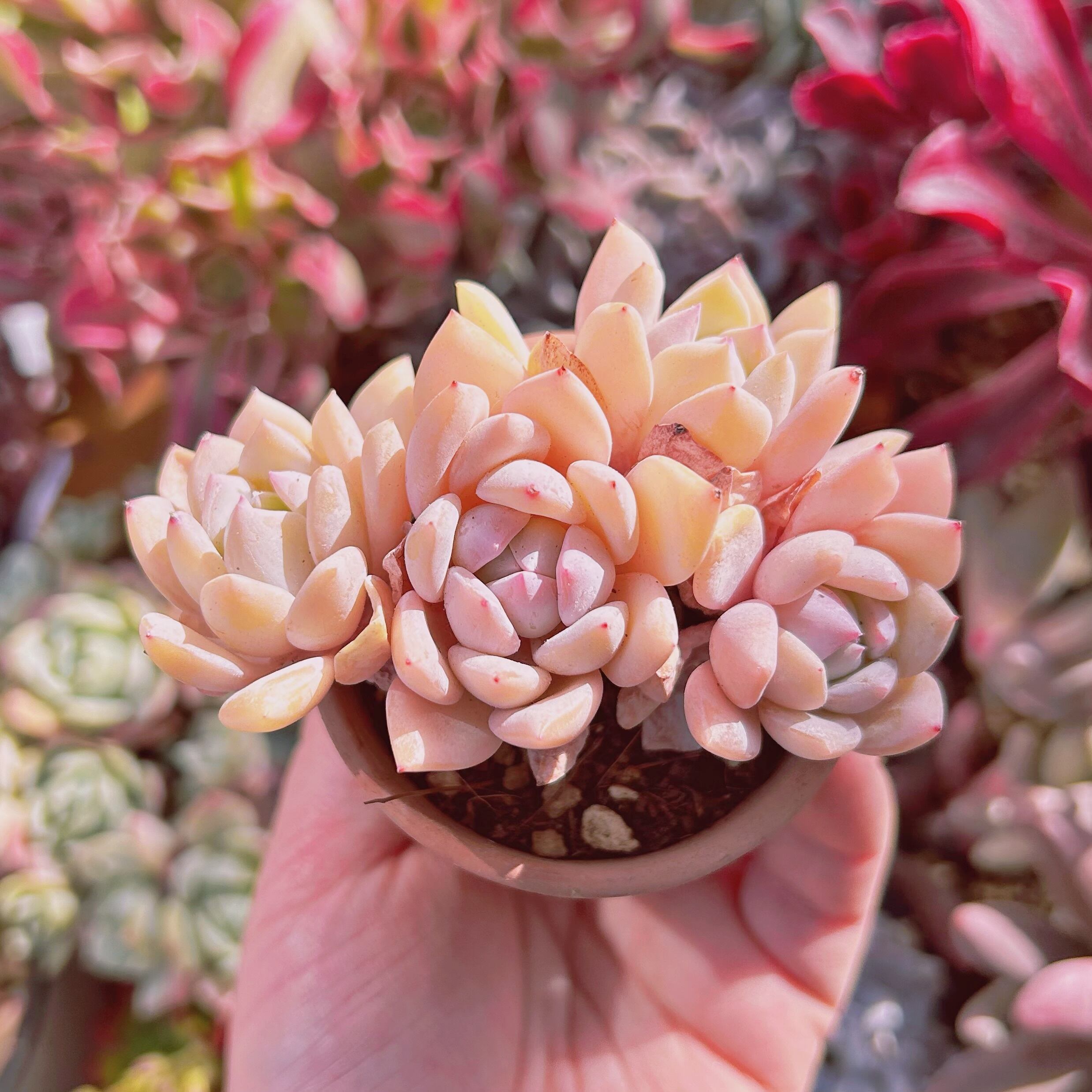 #252現物　多肉植物　プロリフェラxラウイ