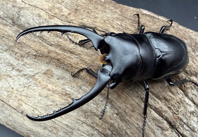 【WD】《コンフキウスノコギリ 浙江省産 79mm ペア》