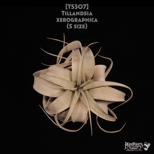 【送料無料】xerographica S〔エアプランツ〕現品発送T5307