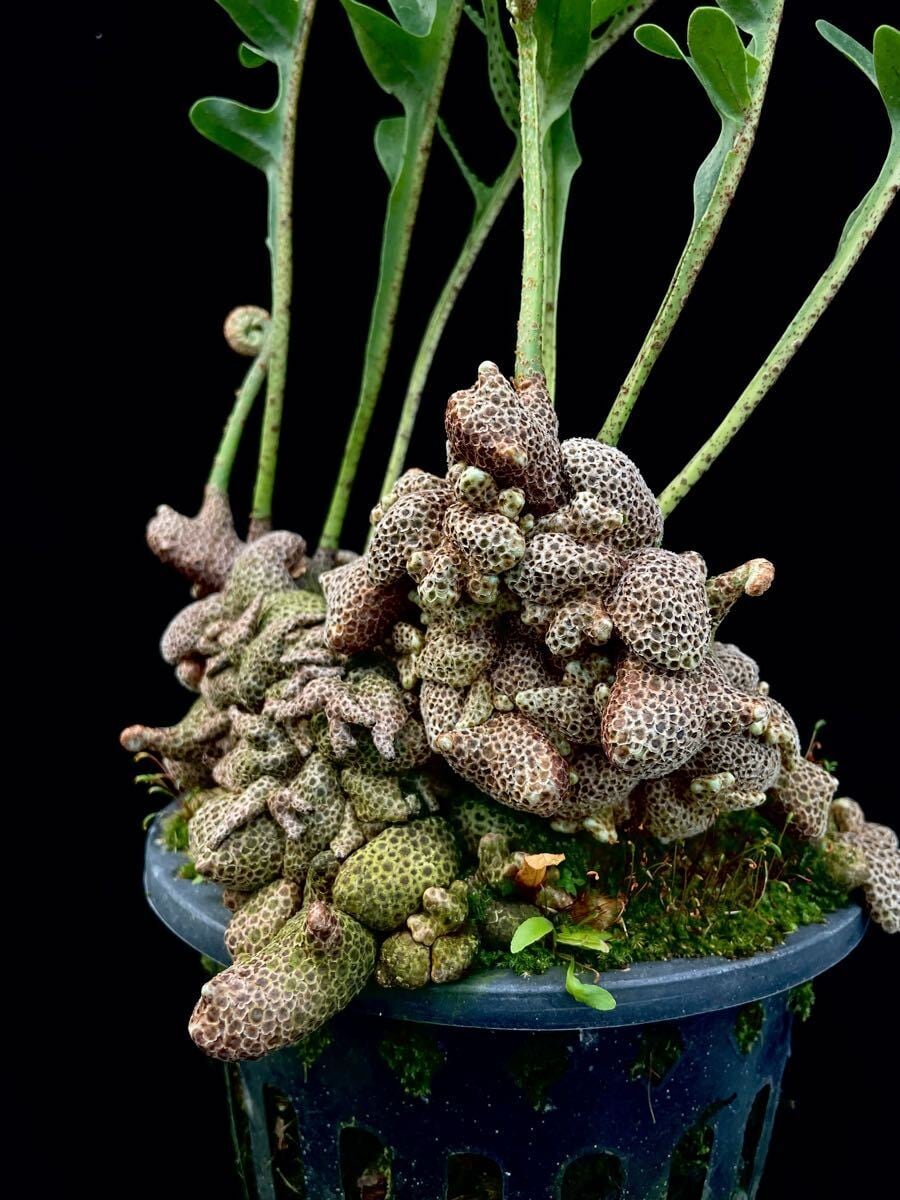Lecanopteris lomarioides (upright form) | 伊藤蟻植物農園