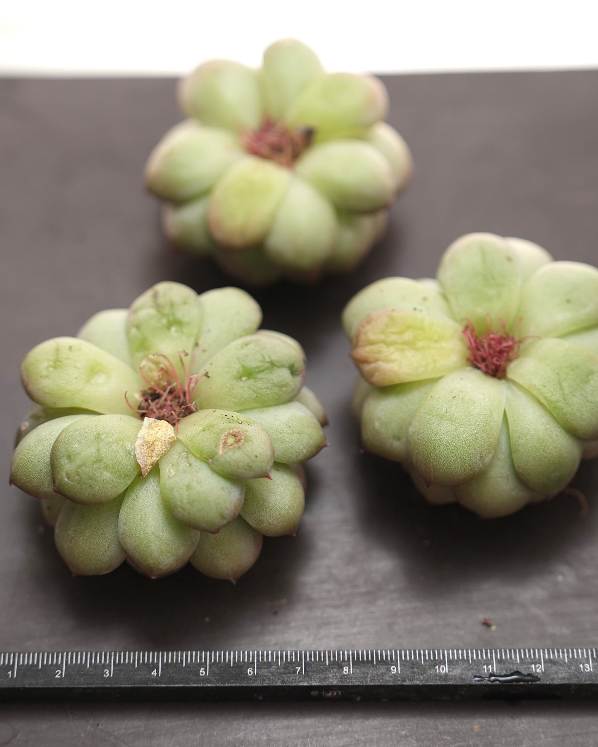 カット苗 スノーフレークジェニー Echeveria 'Snowflake Jenny