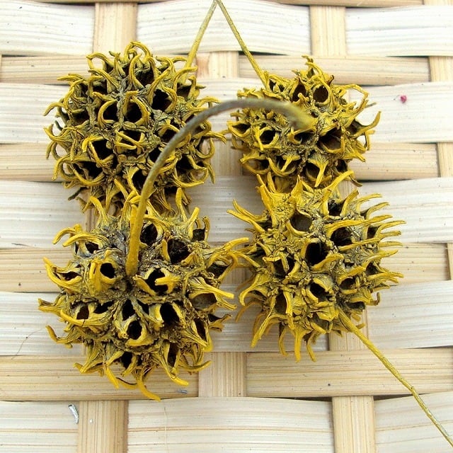 【在庫切れ準備中】④⑧モミジバフウ　天然素材　リース モミジバフウ イエロー 4個 | 木の実通販の shop.木の実