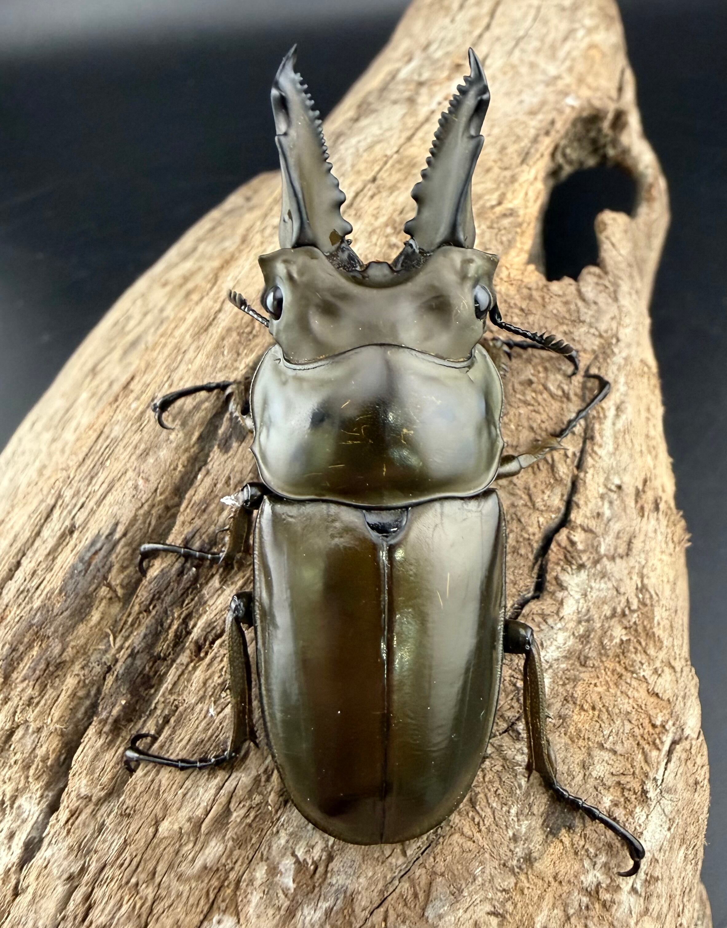 ババオウゴンオニ 61mm ペア》ブリーダー様委託個体 | KPW公式