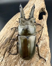 《ババオウゴンオニ 61mm ペア》ブリーダー様委託個体