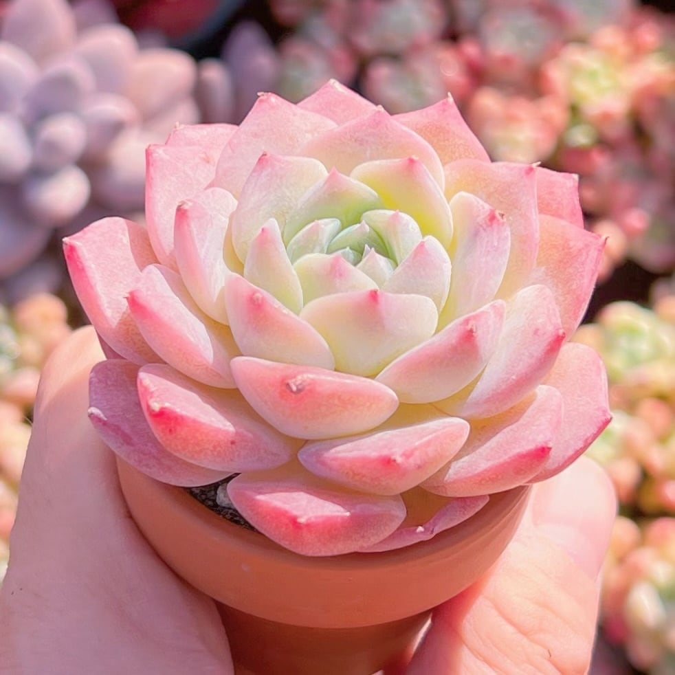 多肉植物 ヒアリナxラウイ 新入荷 るる農園 | るる農園~多肉植物専門