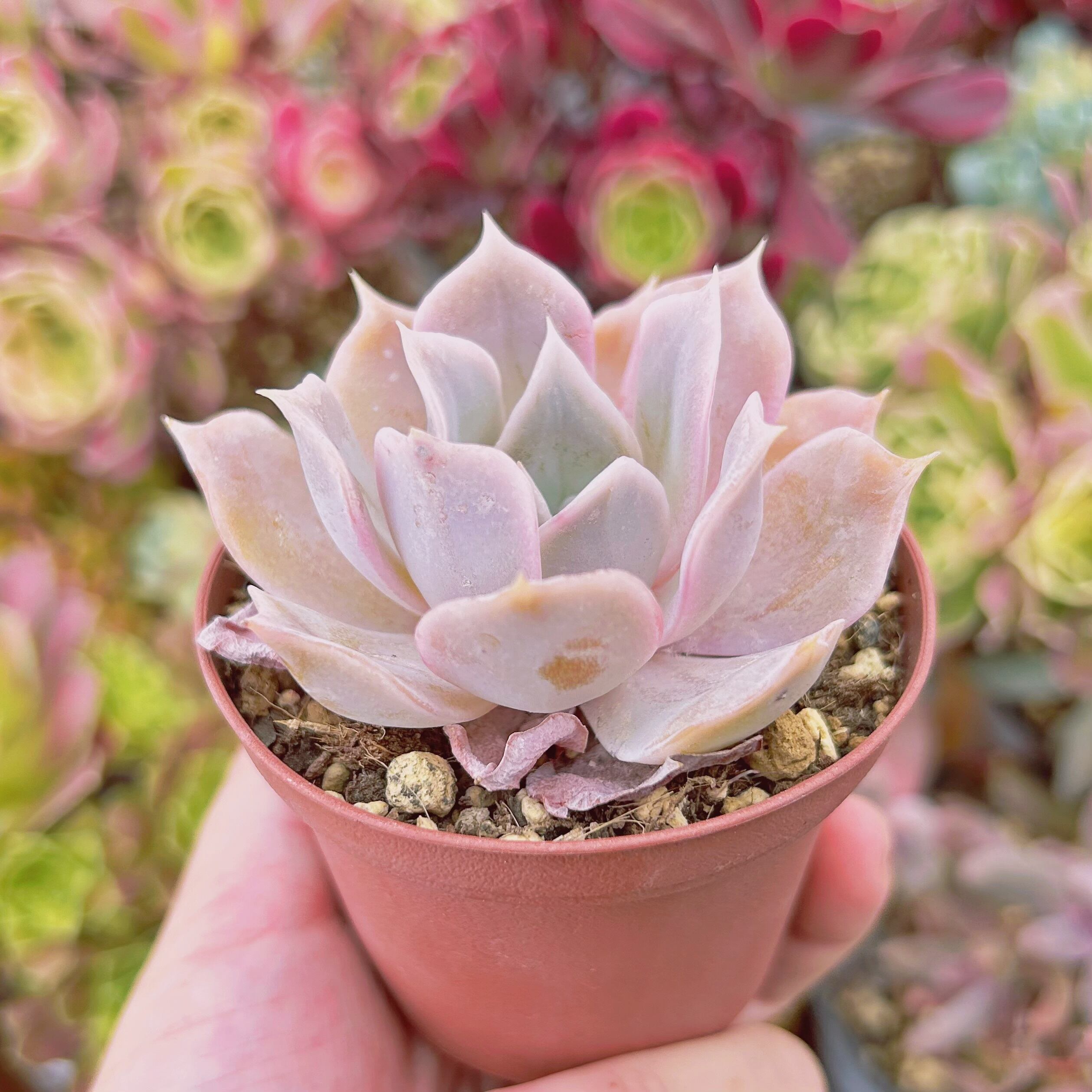 817現物 多肉植物 クジラ(Echeveria 'Blue Whale') 抜き苗 | るる農園