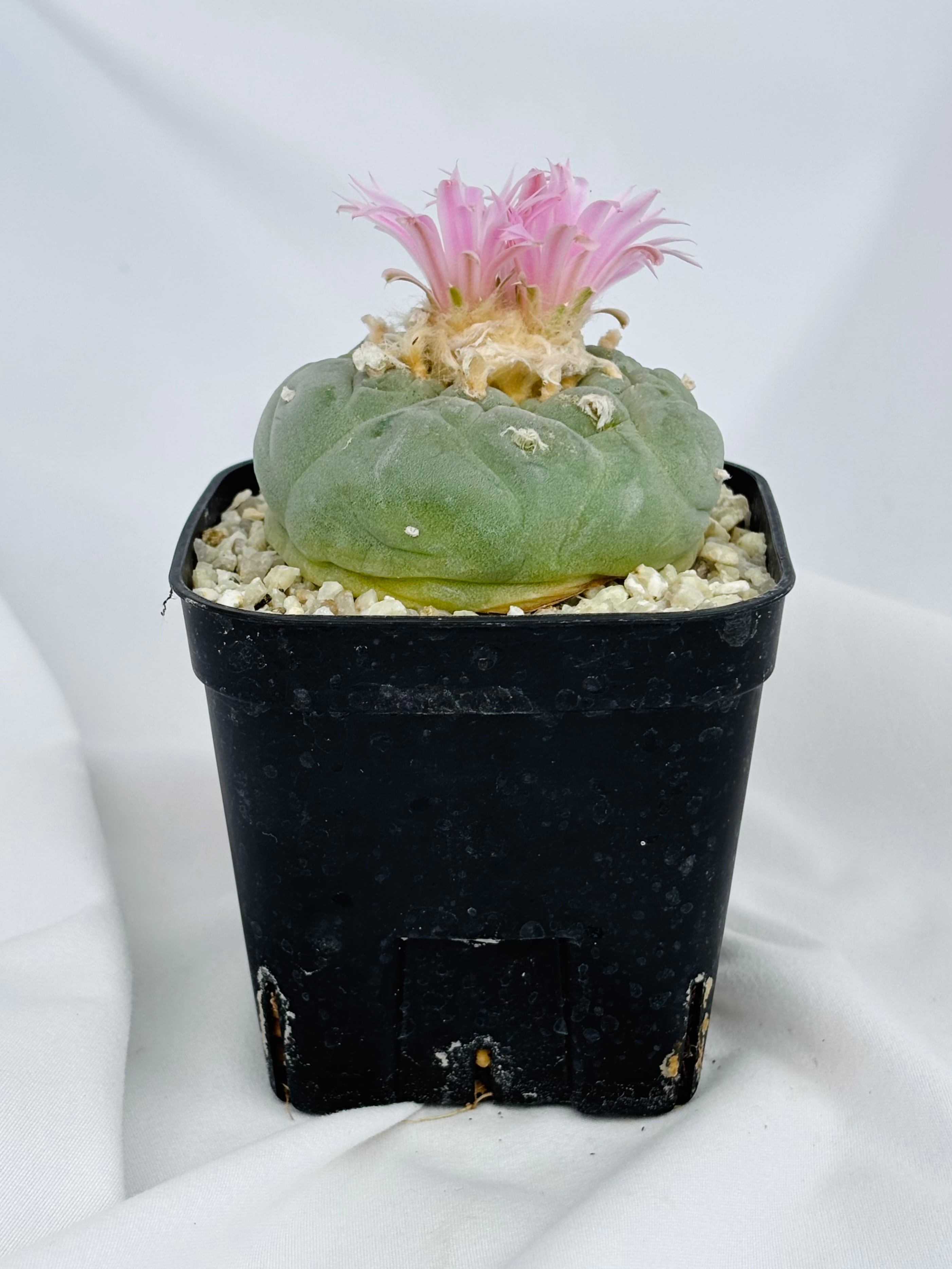 Lophophora williamsii var. decipiens ロフォフォラ 大疣銀冠玉