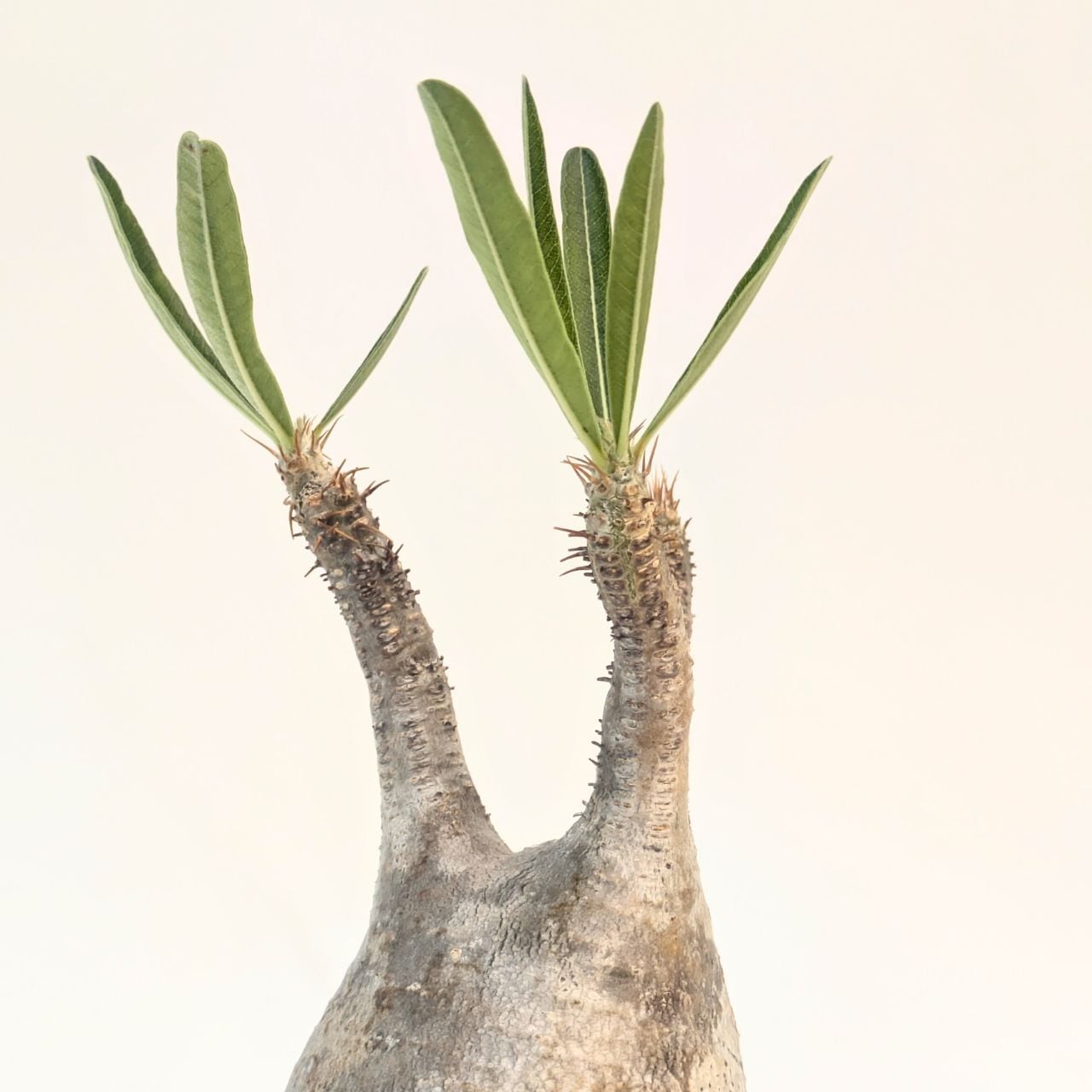 パキポディウム ロスラーツム グラキリス Pachypodium rosulatum var